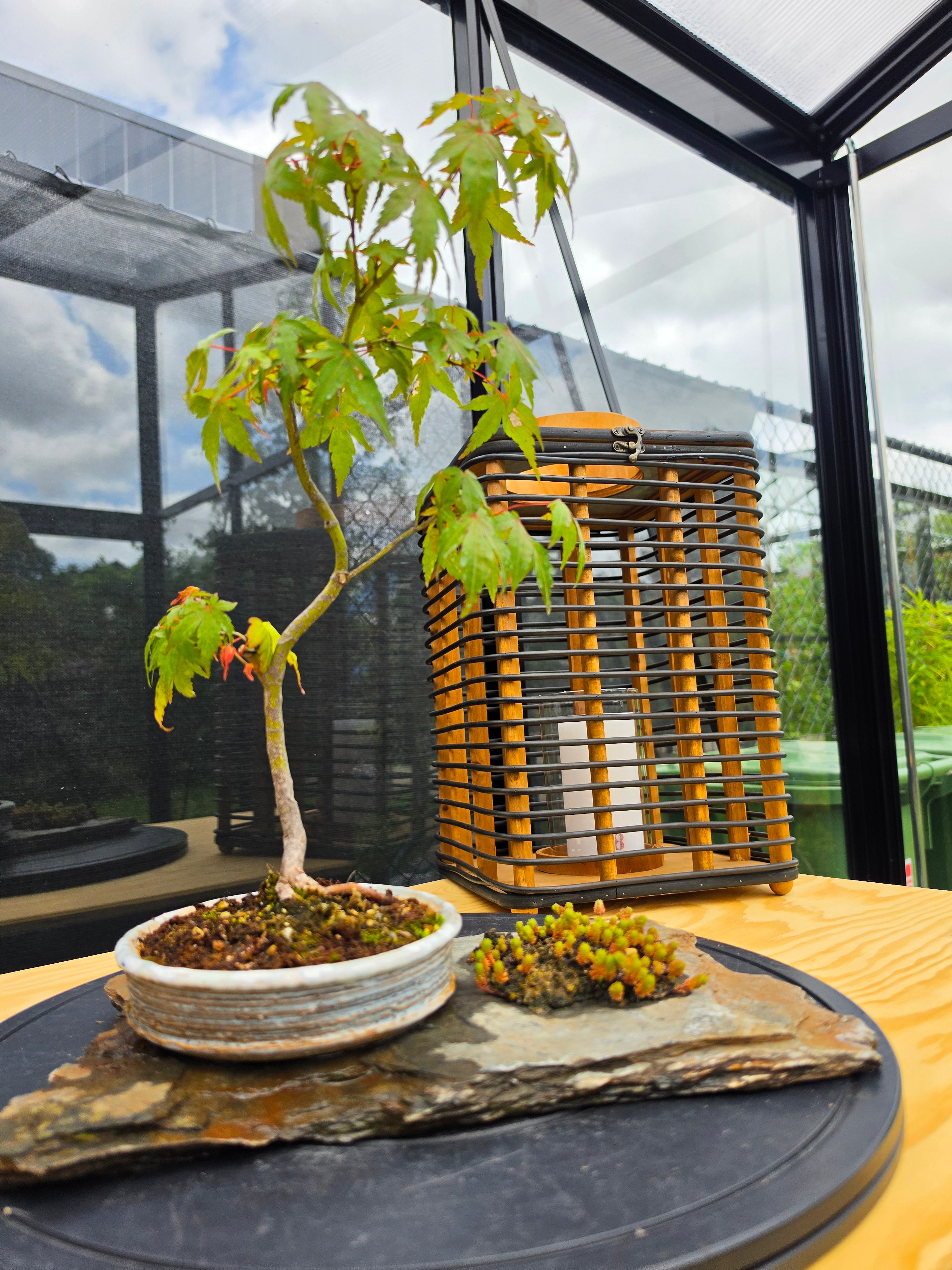 Acer palmatum bonsai composition on rock N0.4
