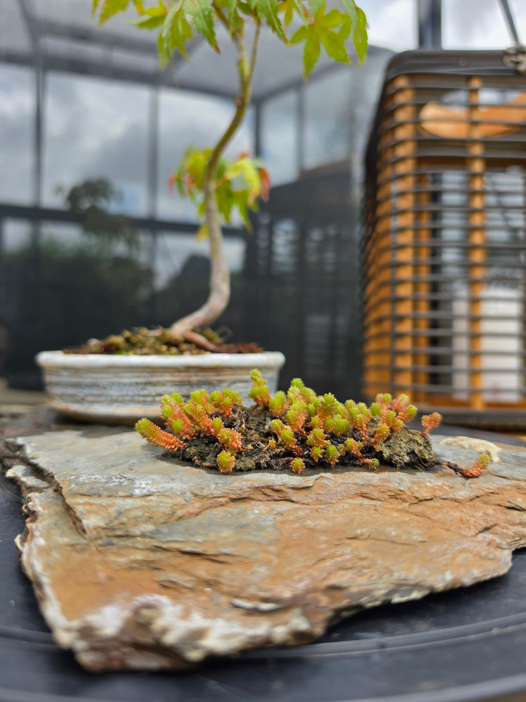Acer palmatum bonsai composition on rock N0.4