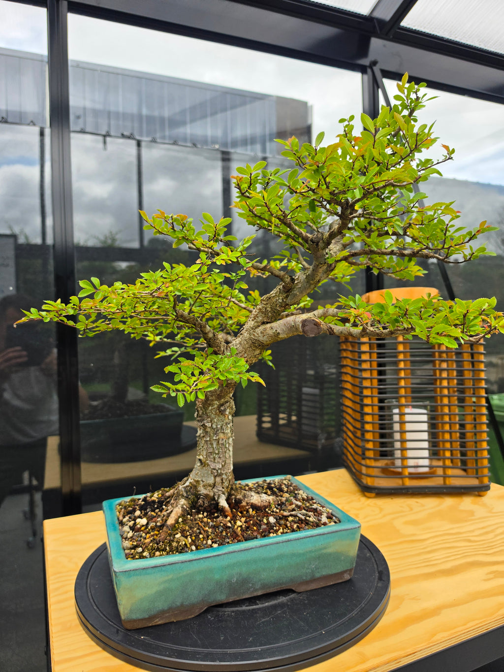 Ulmus parvifolia N0.6