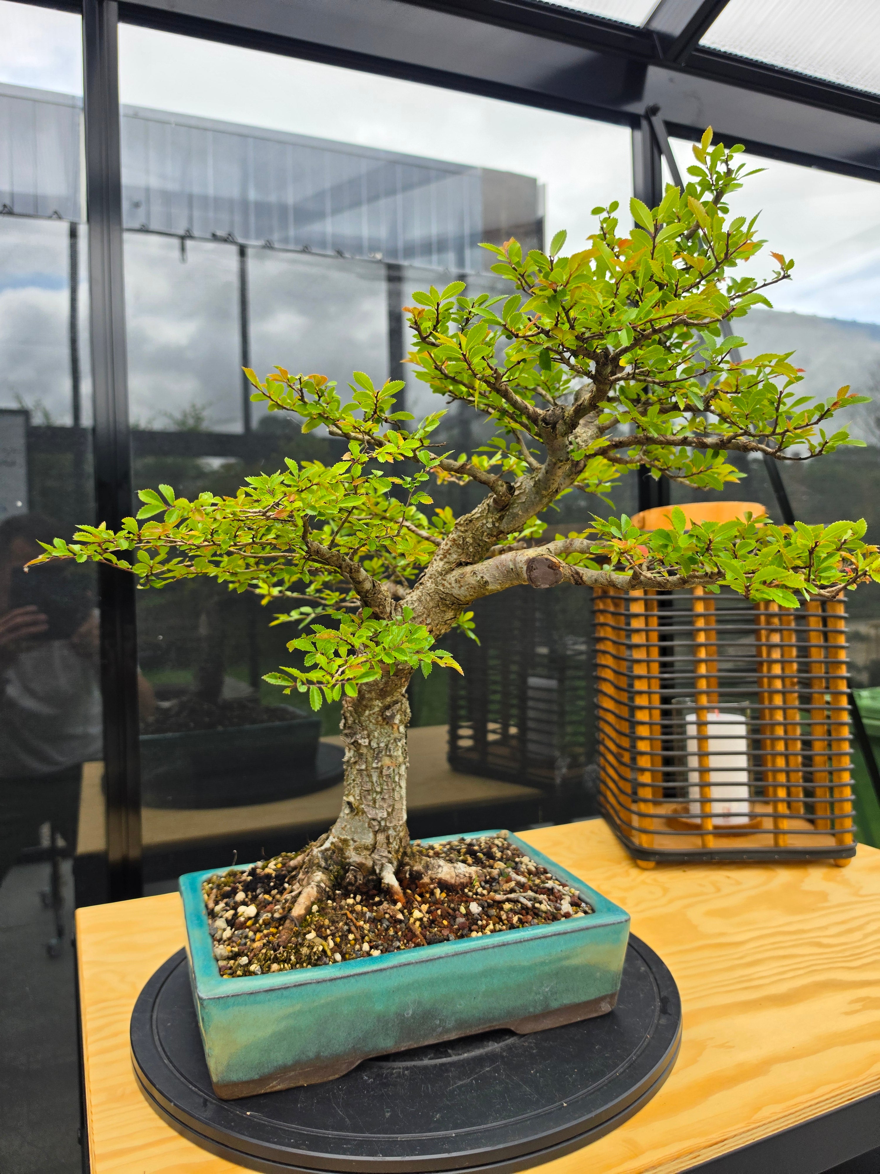 Ulmus parvifolia N0.6