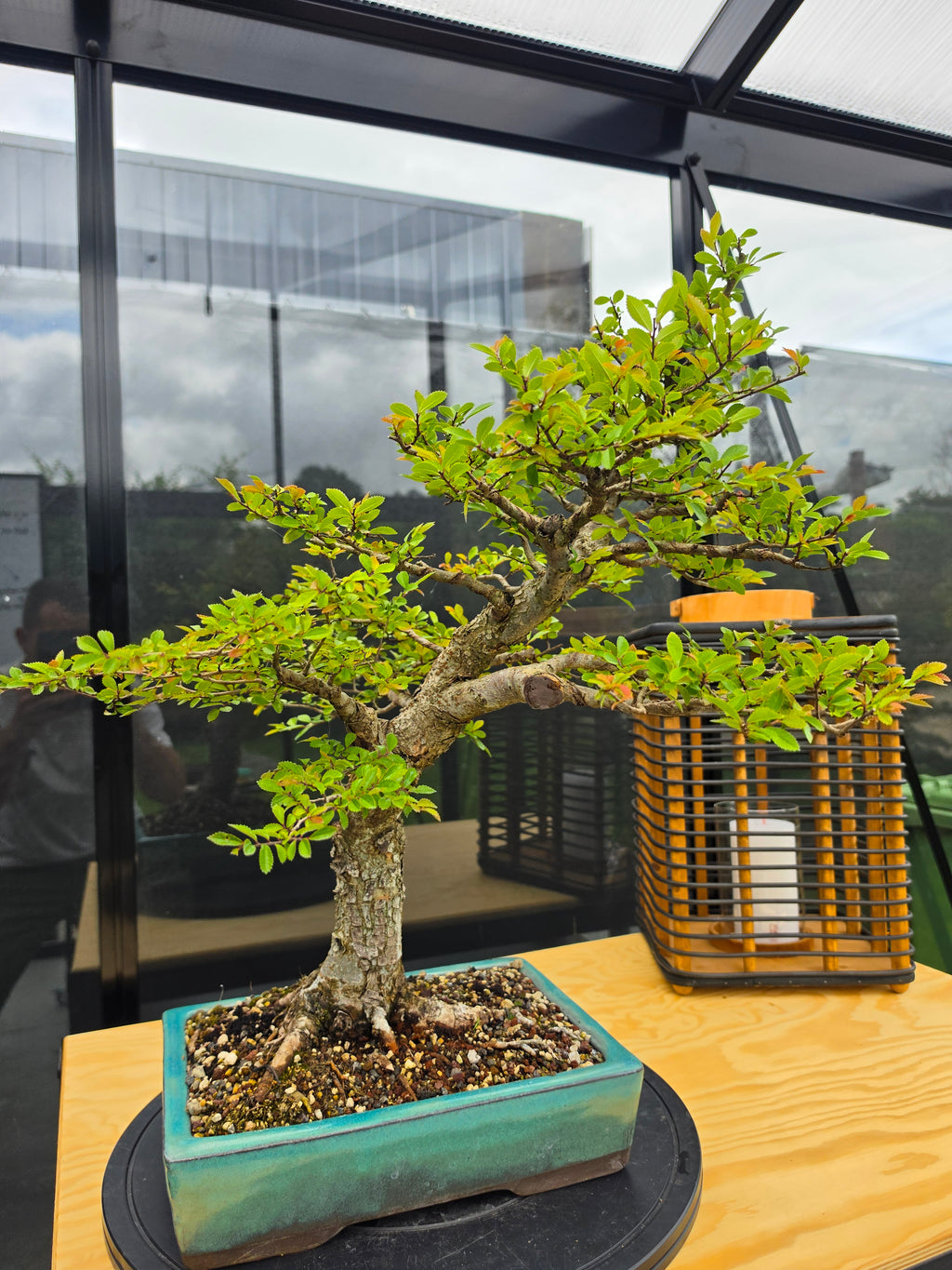 Ulmus parvifolia N0.6