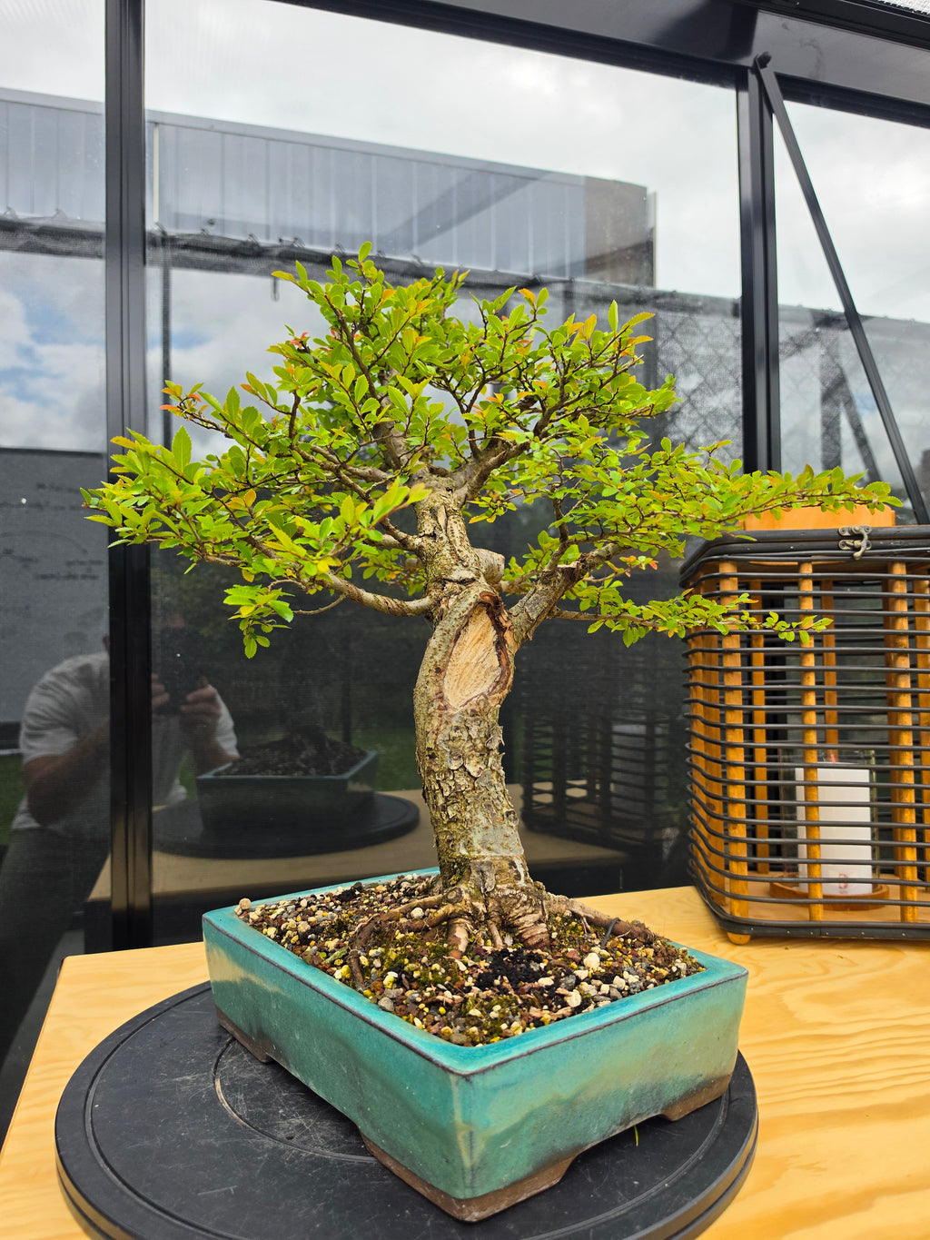 Ulmus parvifolia N0.6