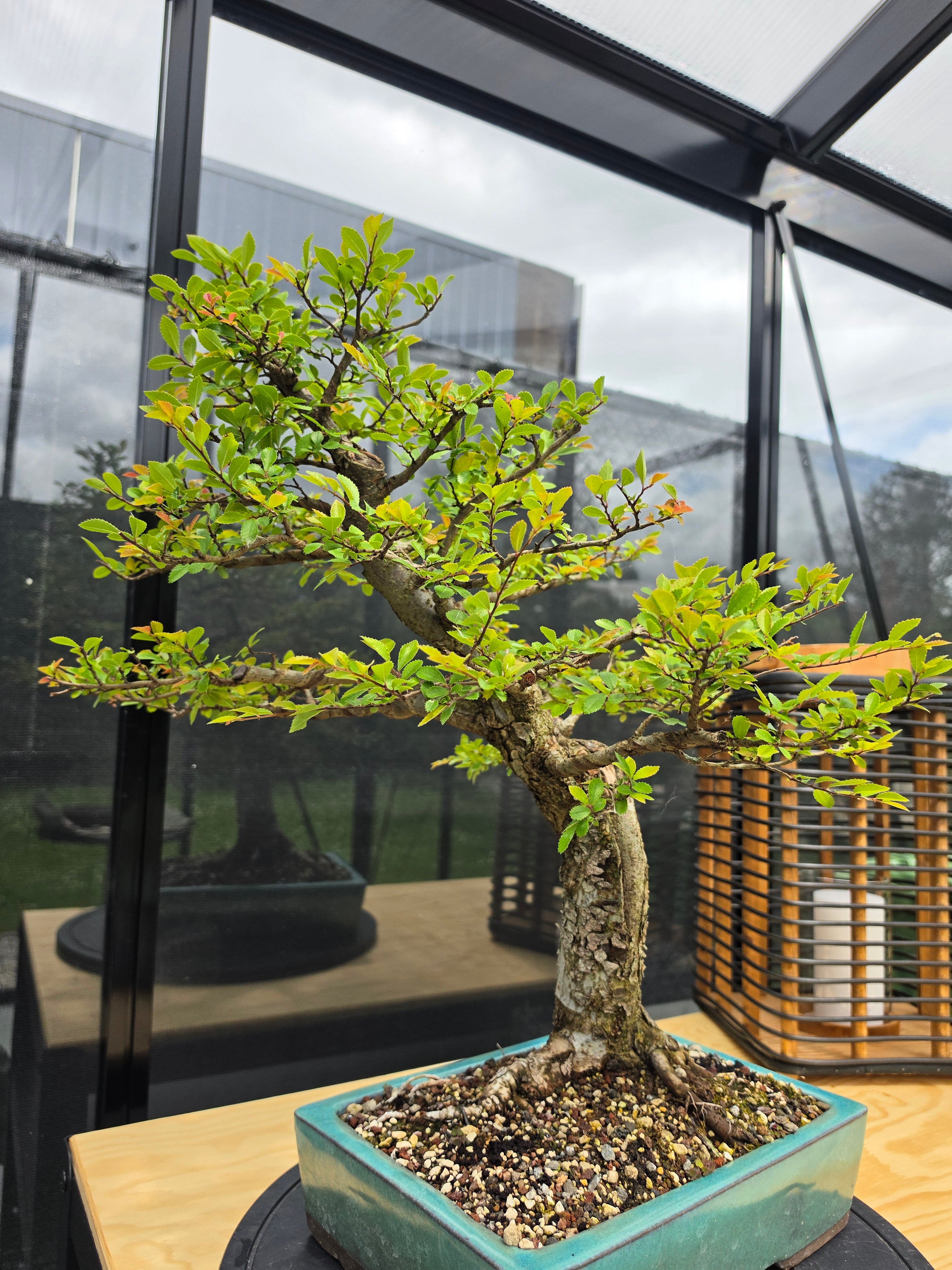 Ulmus parvifolia N0.6