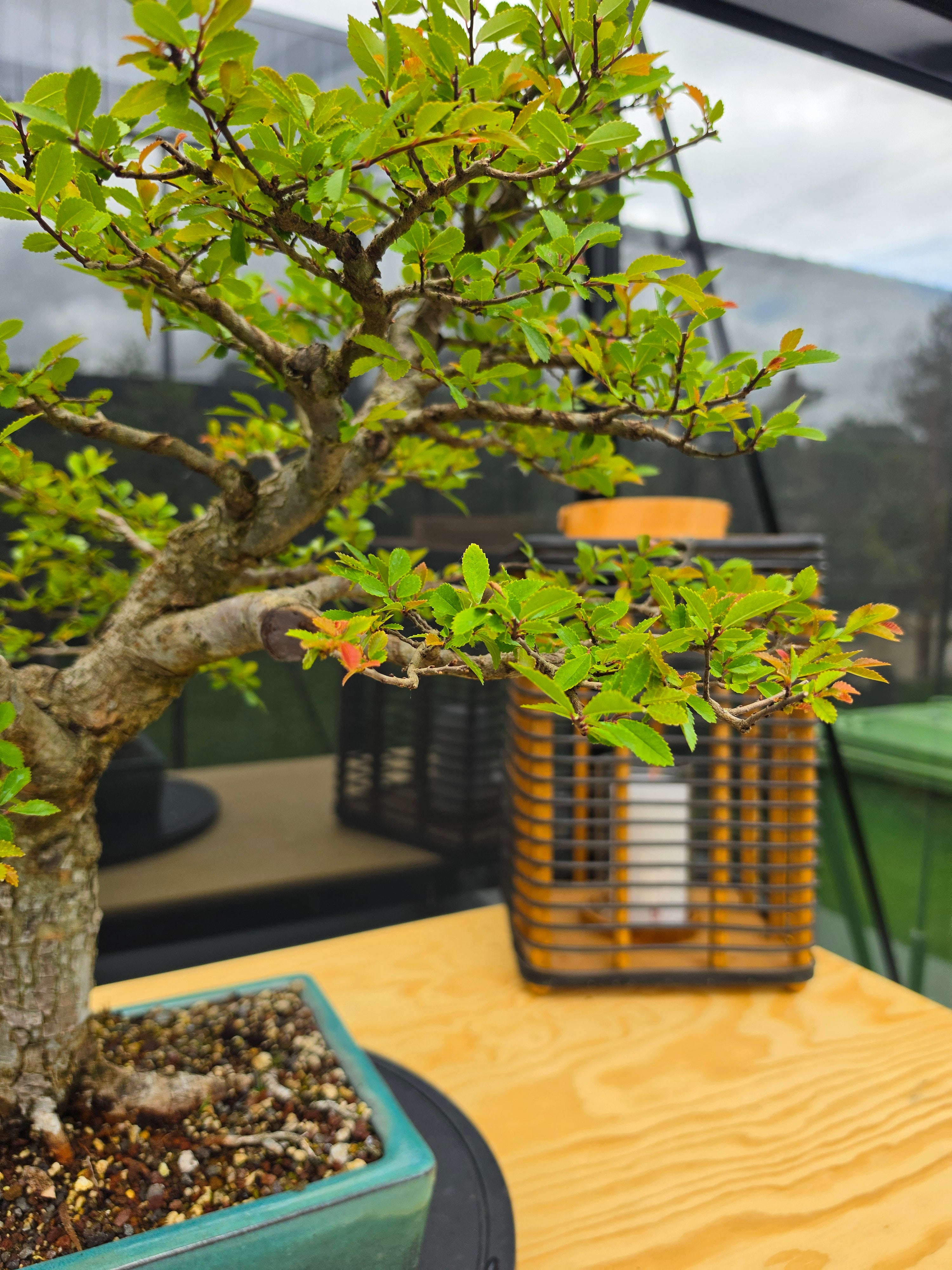 Ulmus parvifolia N0.6