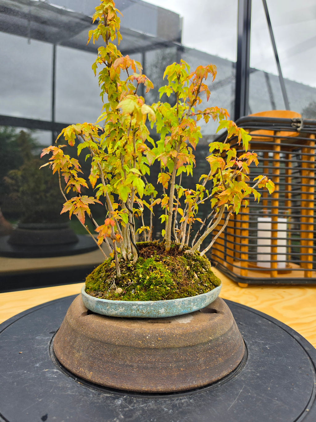 Acer Buergerianum shohin bonsai forrest NO.10