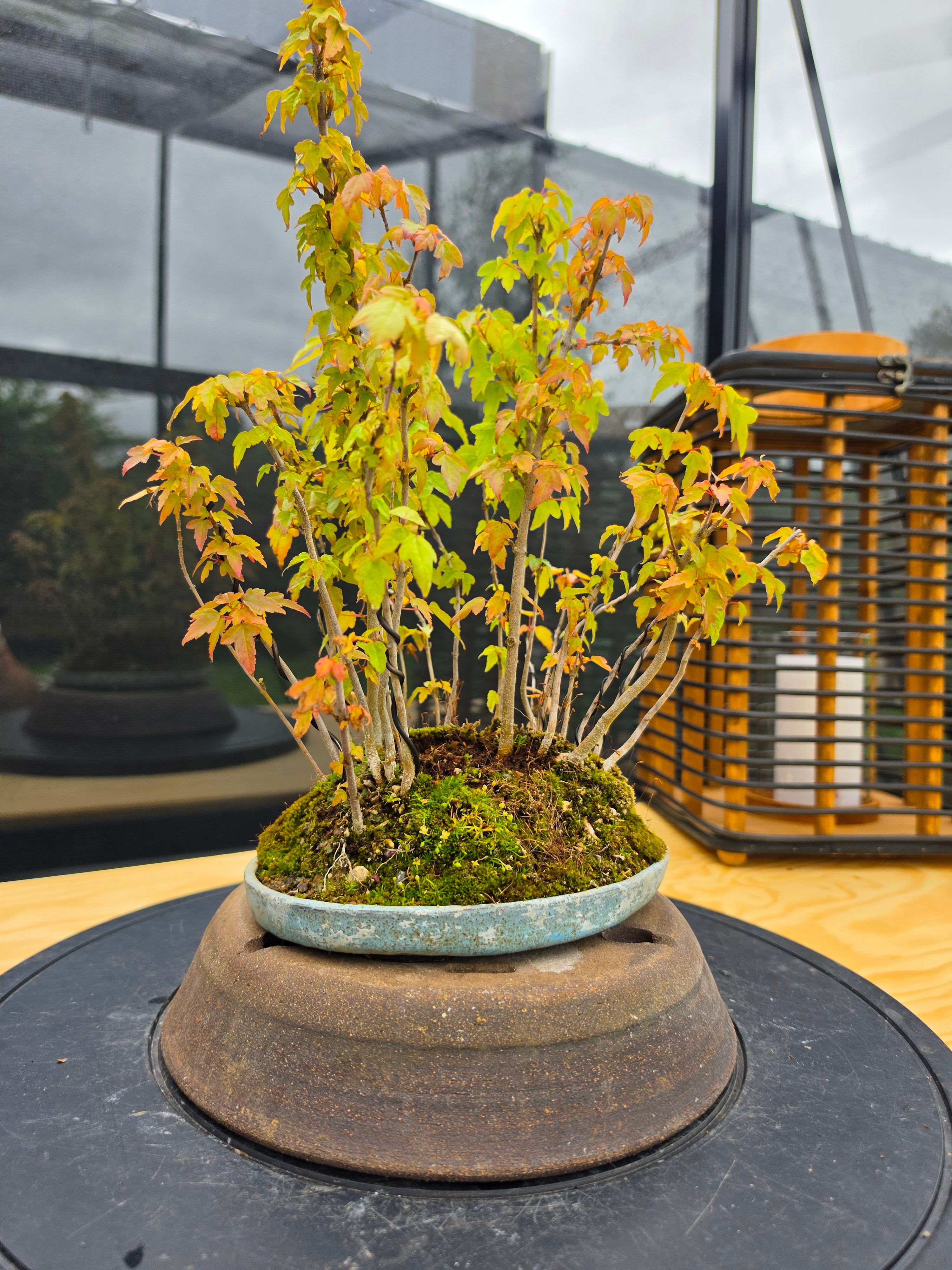Acer Buergerianum shohin bonsai forrest NO.10