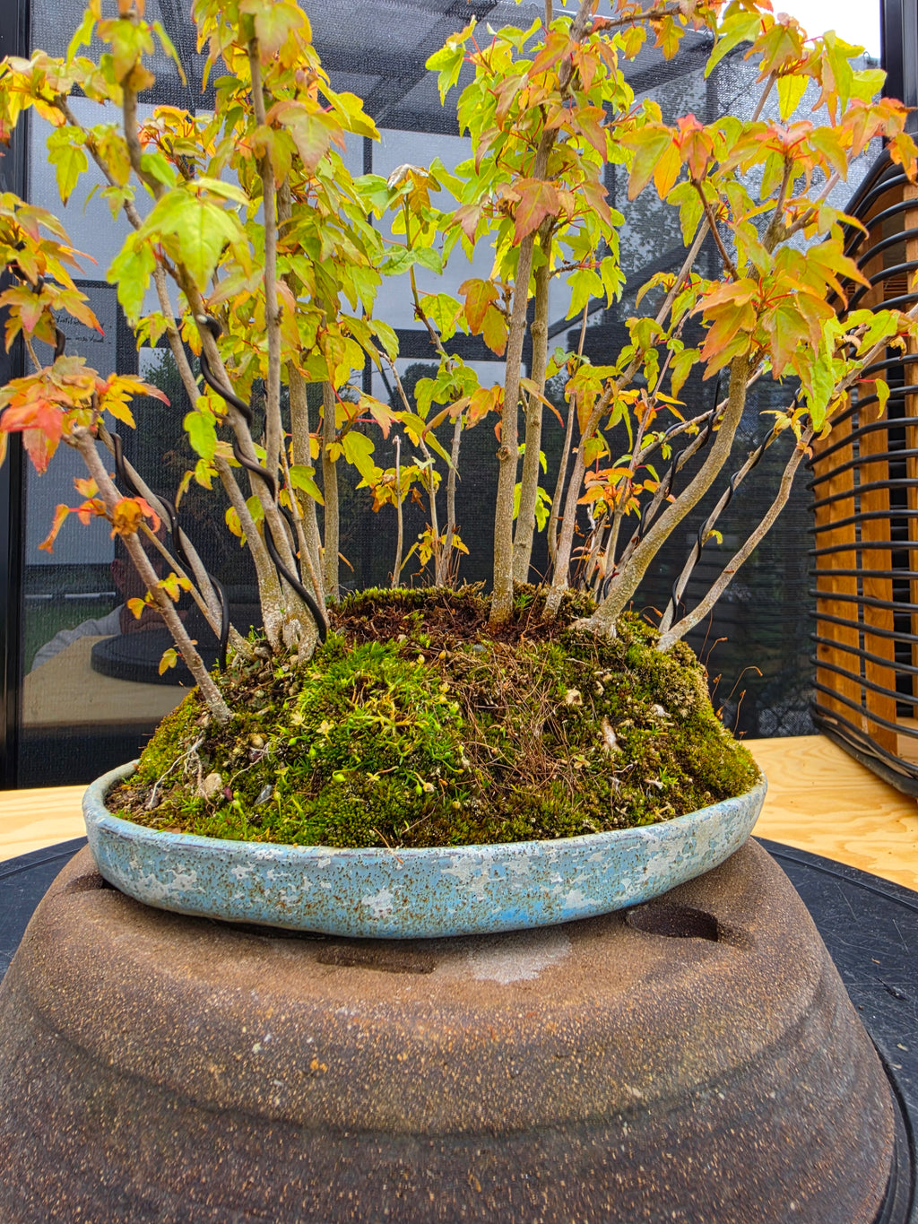 Acer Buergerianum shohin bonsai forrest NO.10