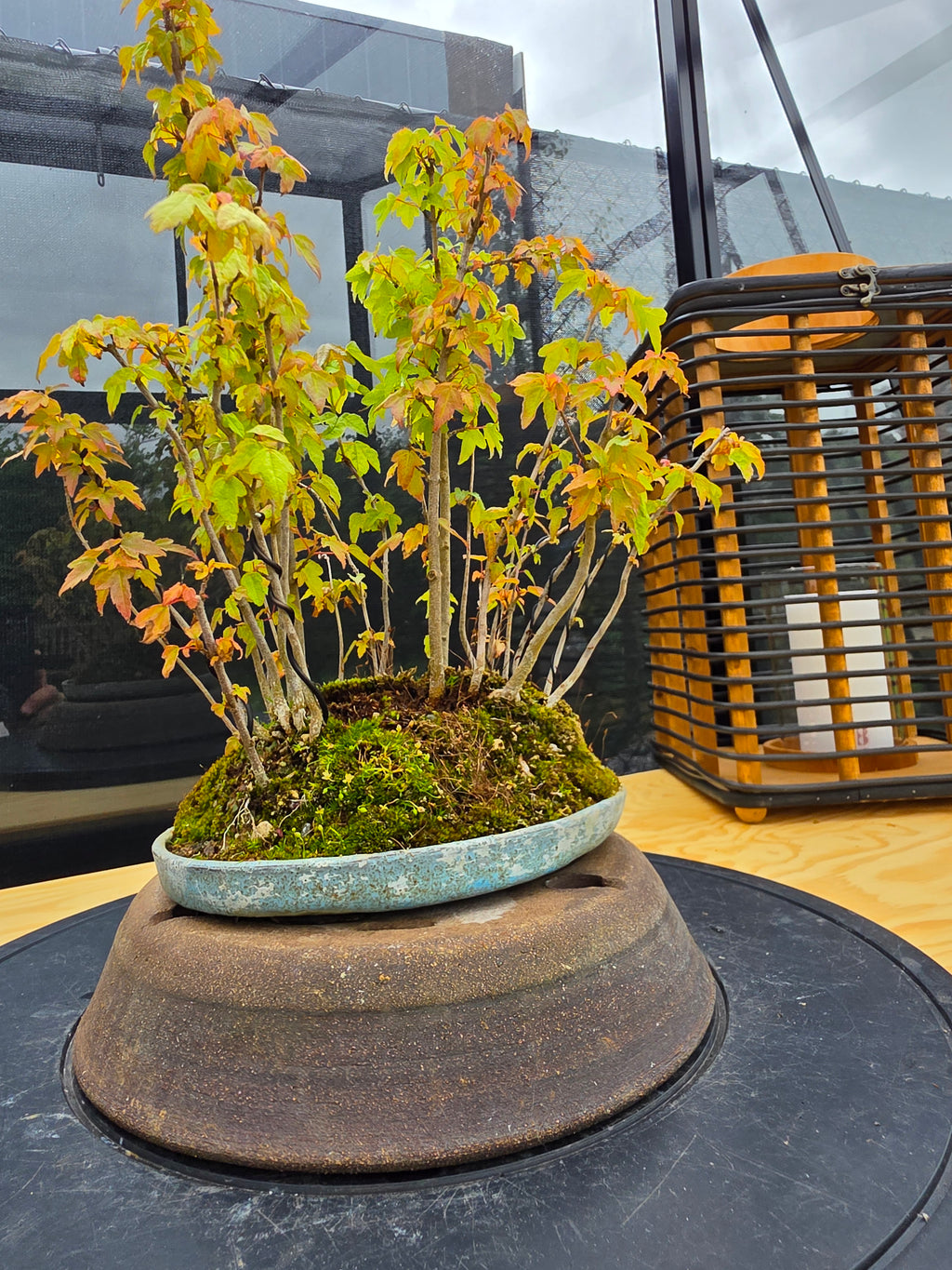 Acer Buergerianum shohin bonsai forrest NO.10