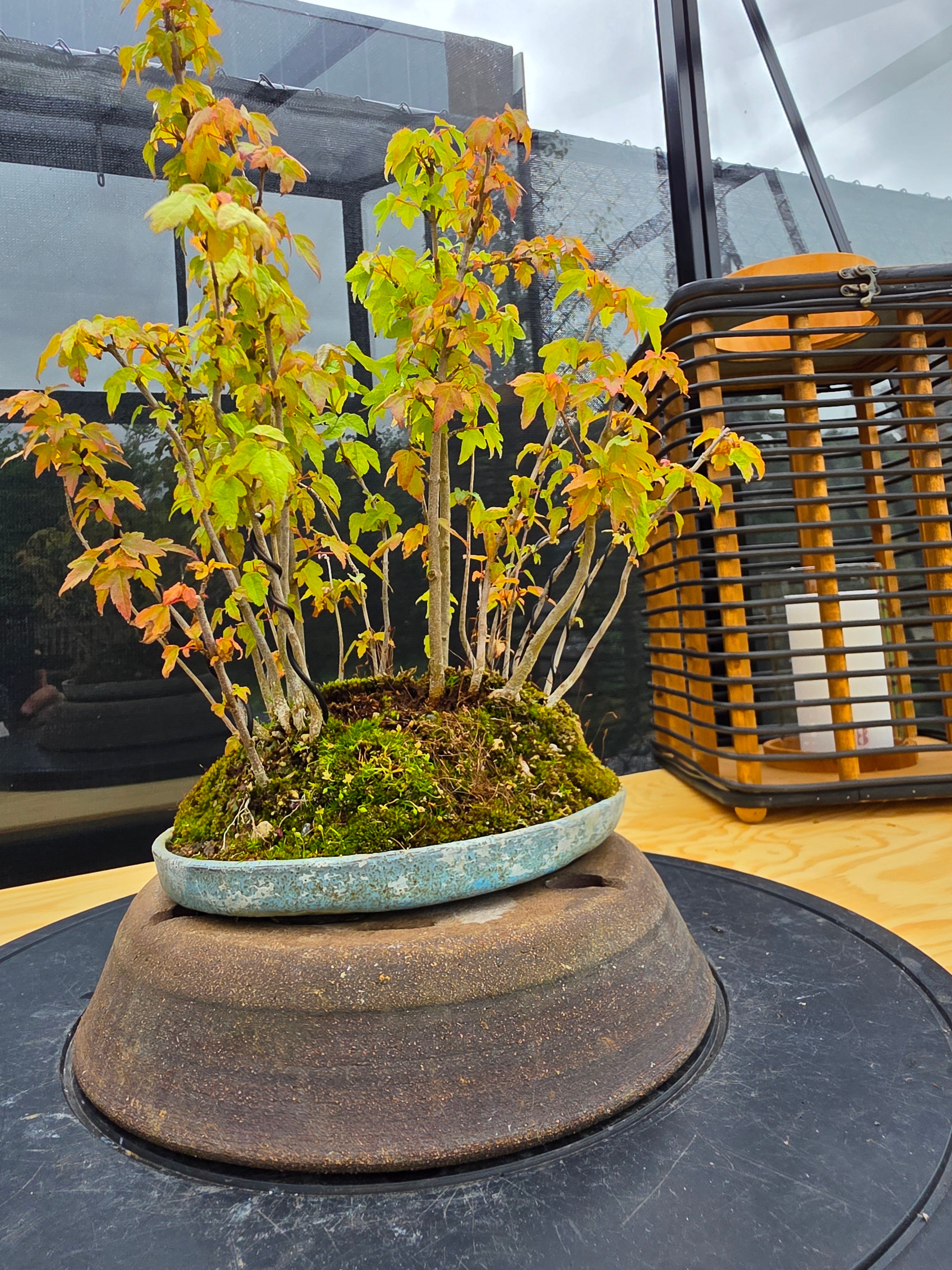 Acer Buergerianum shohin bonsai forrest NO.10