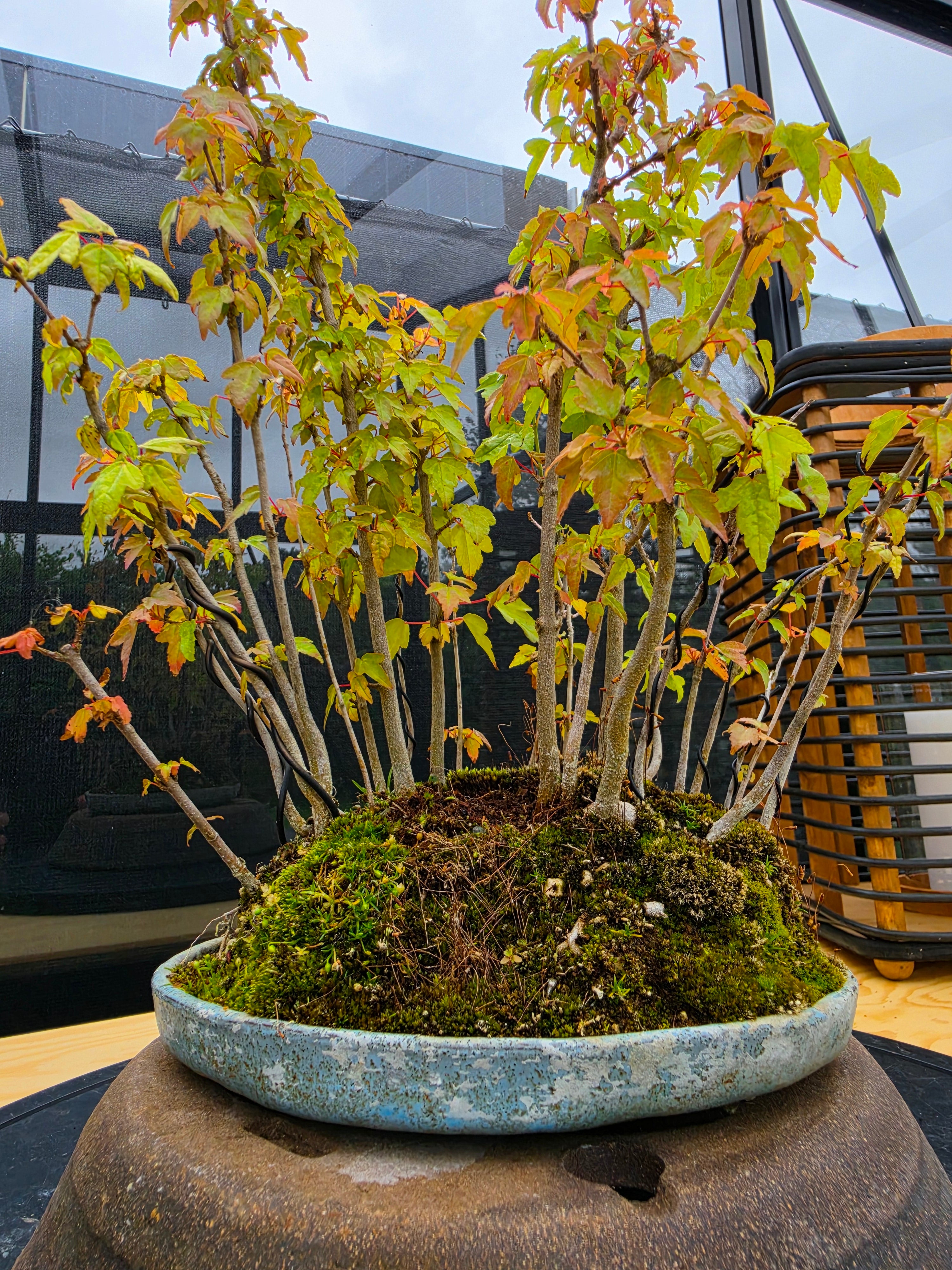 Acer Buergerianum shohin bonsai forrest NO.10
