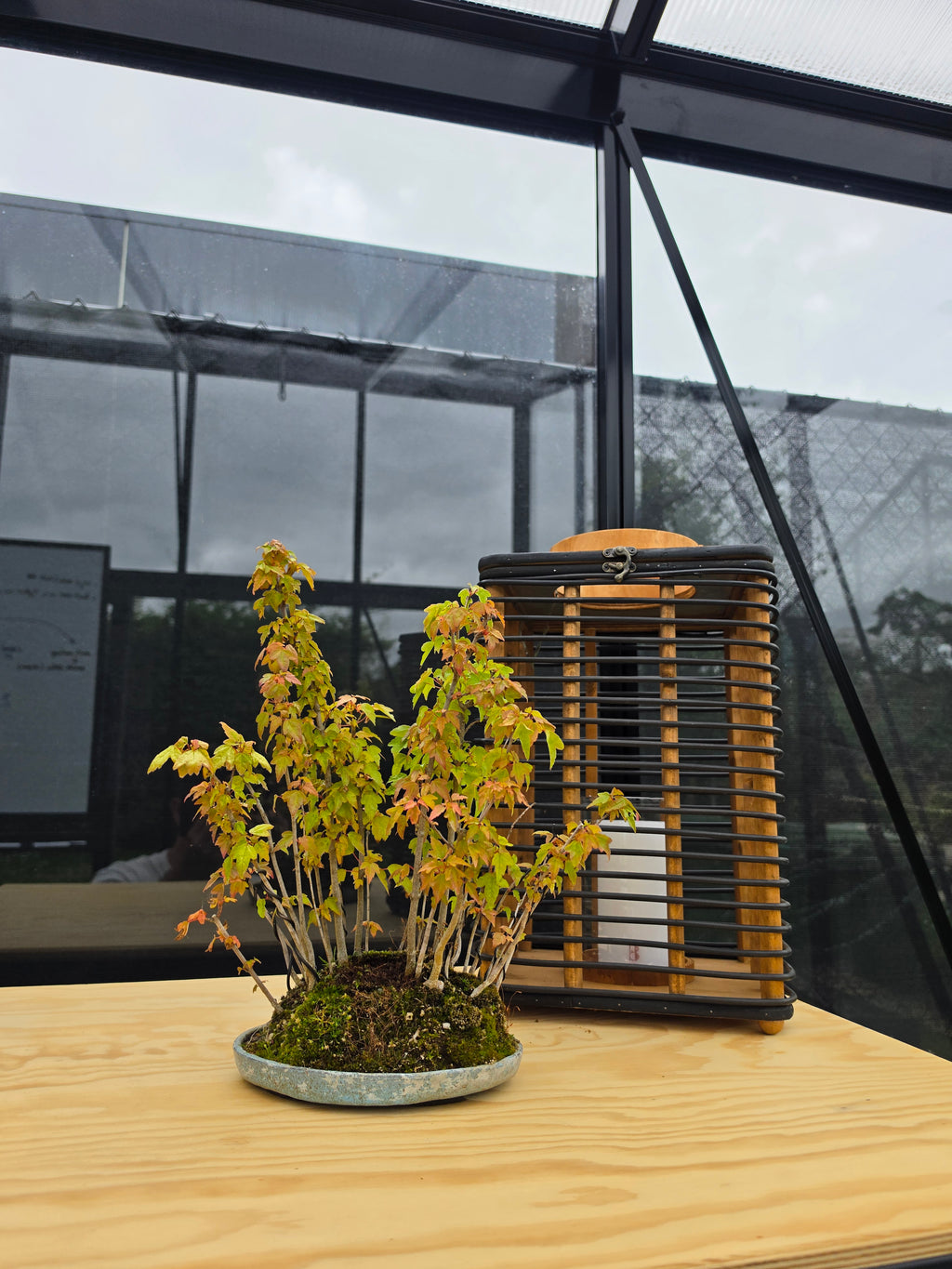 Acer Buergerianum shohin bonsai forrest NO.10