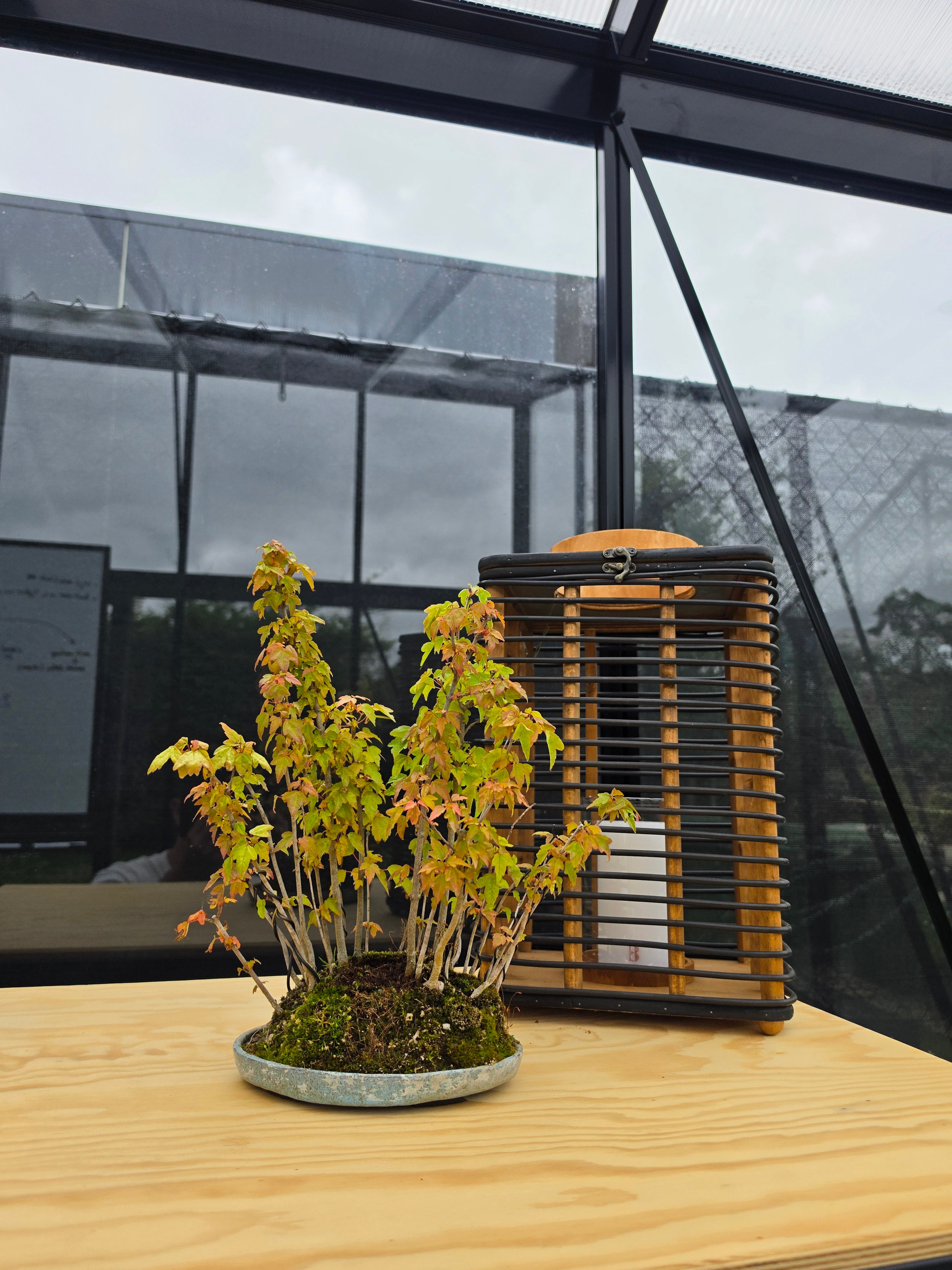 Acer Buergerianum shohin bonsai forrest NO.10