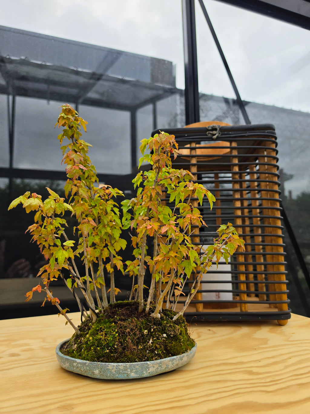 Acer Buergerianum shohin bonsai forrest NO.10