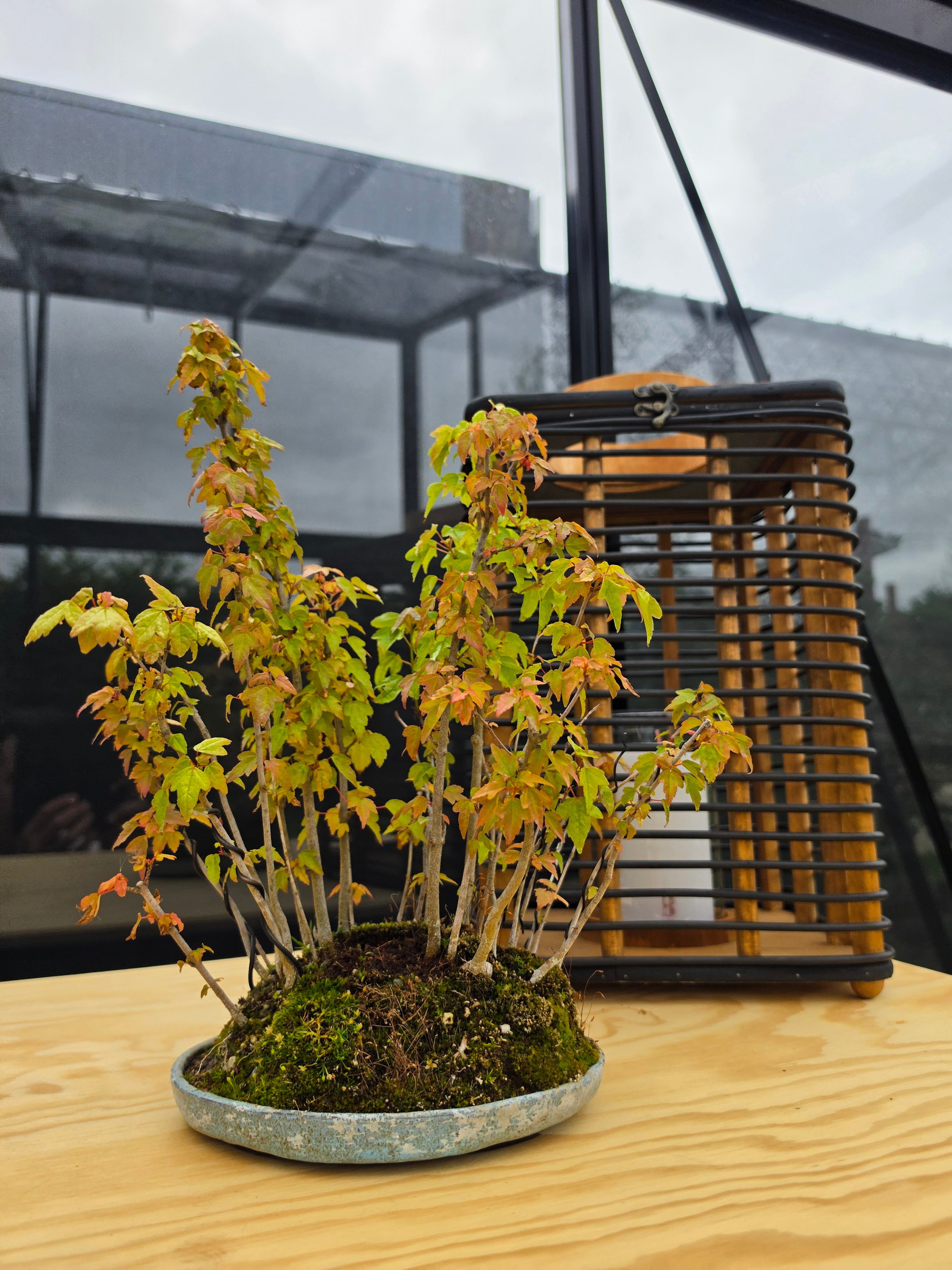 Acer Buergerianum shohin bonsai forrest NO.10
