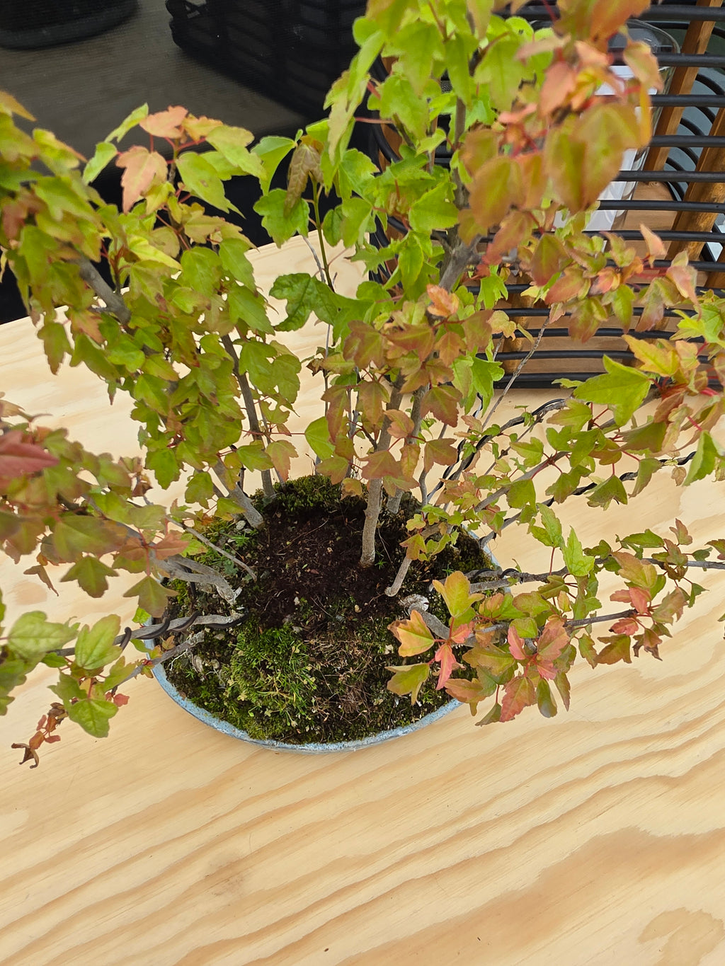 Acer Buergerianum shohin bonsai forrest NO.10