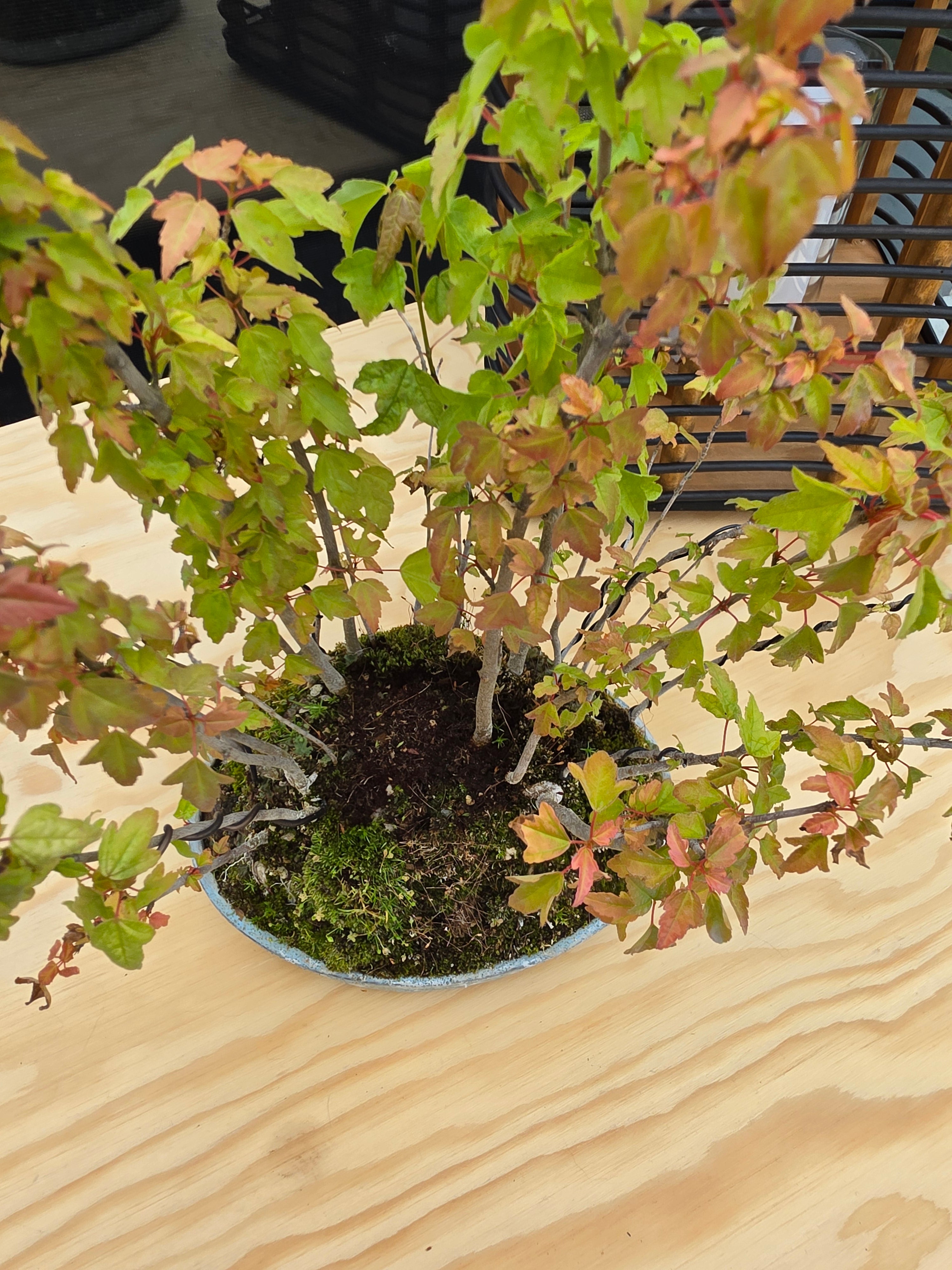 Acer Buergerianum shohin bonsai forrest NO.10