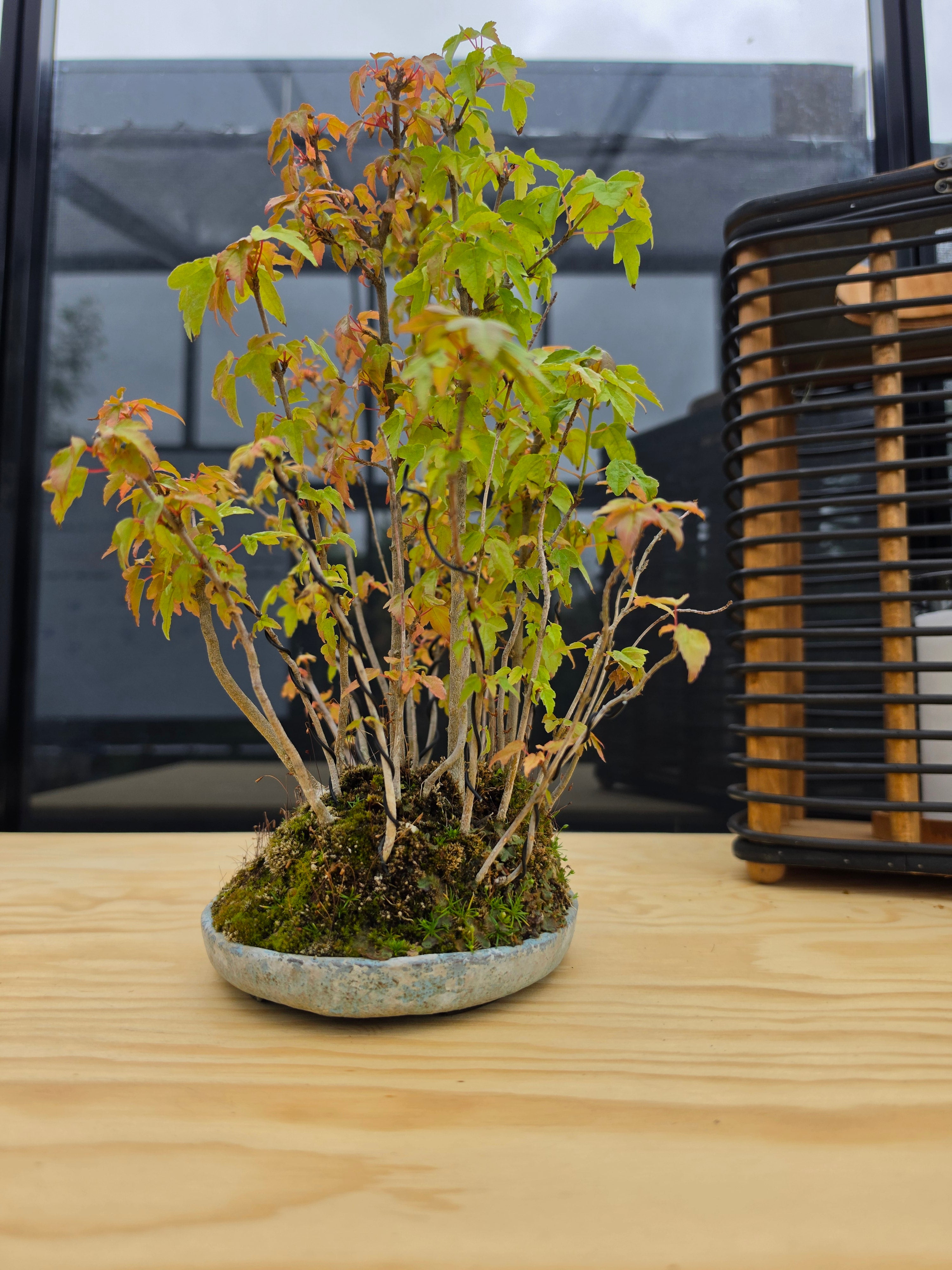 Acer Buergerianum shohin bonsai forrest NO.10