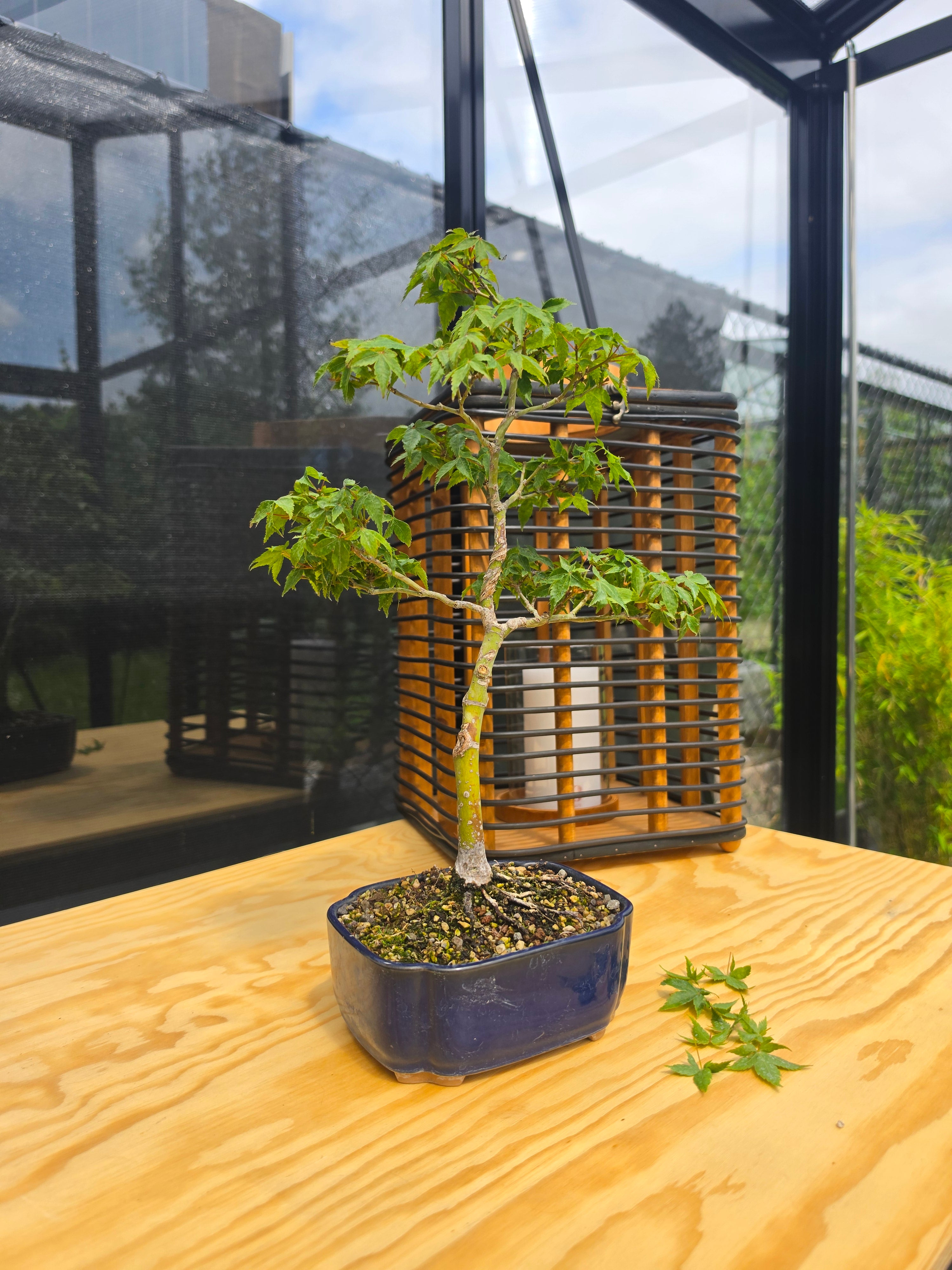 Acer palmatum bonsai Little Princess N0.11