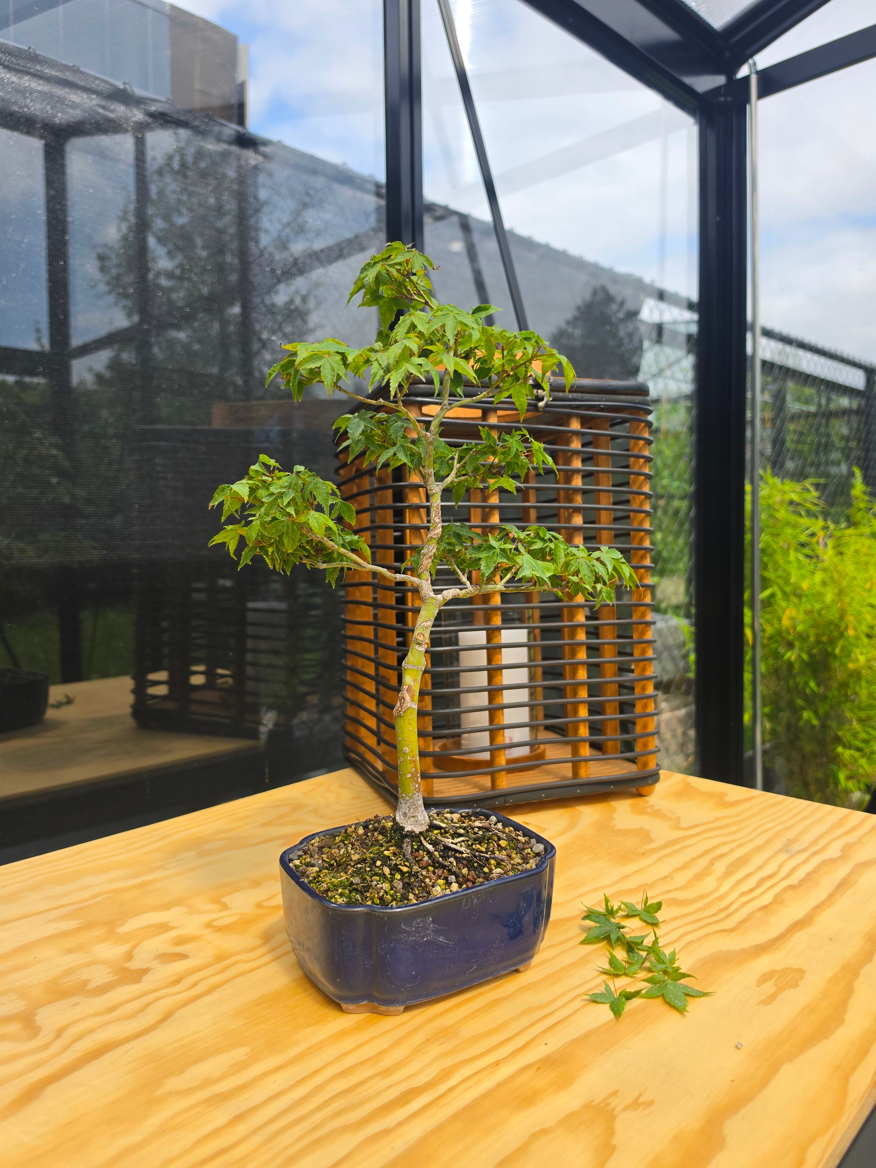 Acer palmatum bonsai Little Princess N0.11