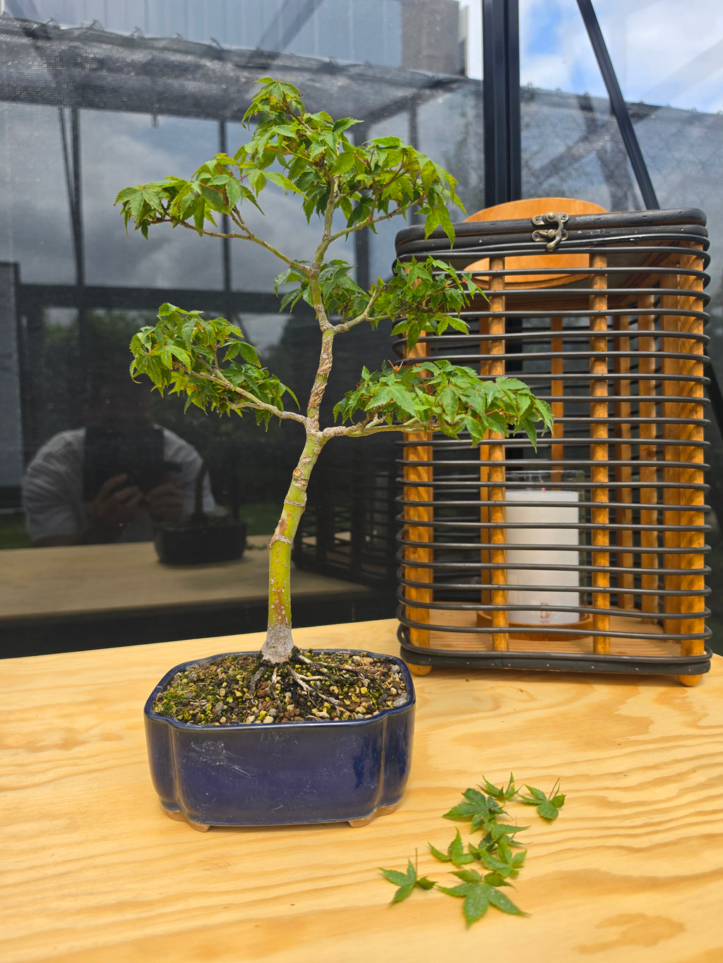 Acer palmatum bonsai Little Princess N0.11