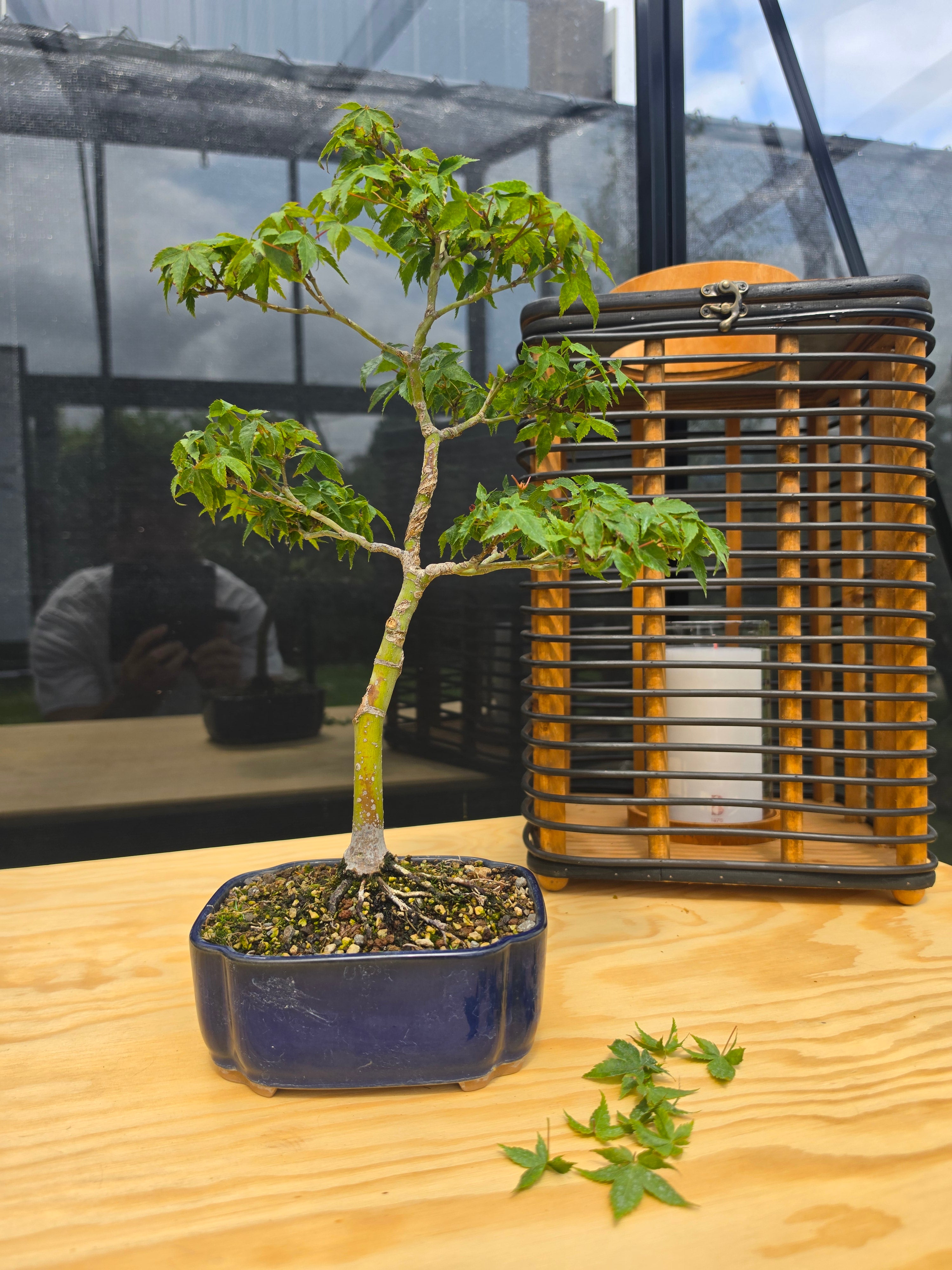 Acer palmatum bonsai Little Princess N0.11