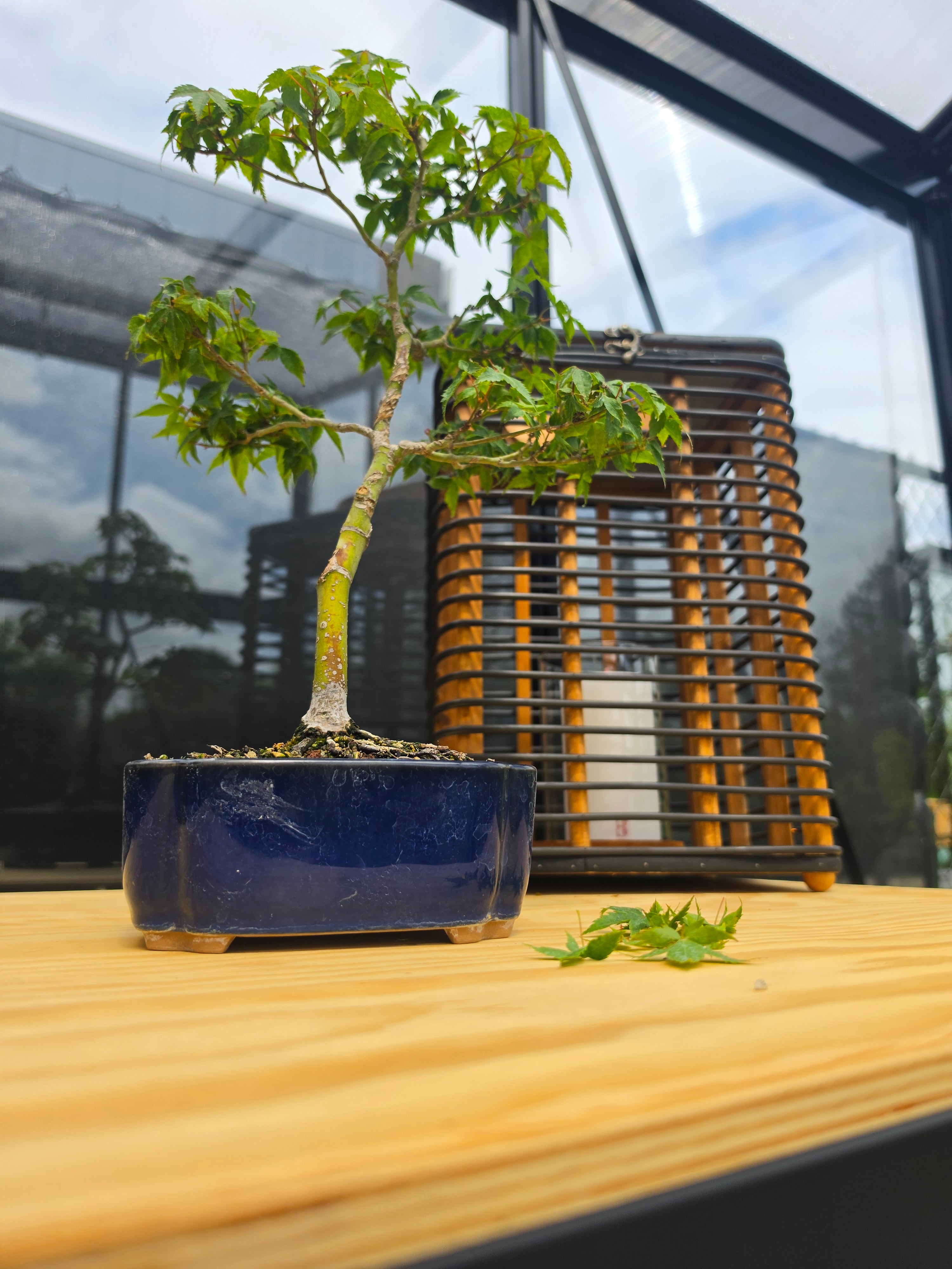 Acer palmatum bonsai Little Princess N0.11