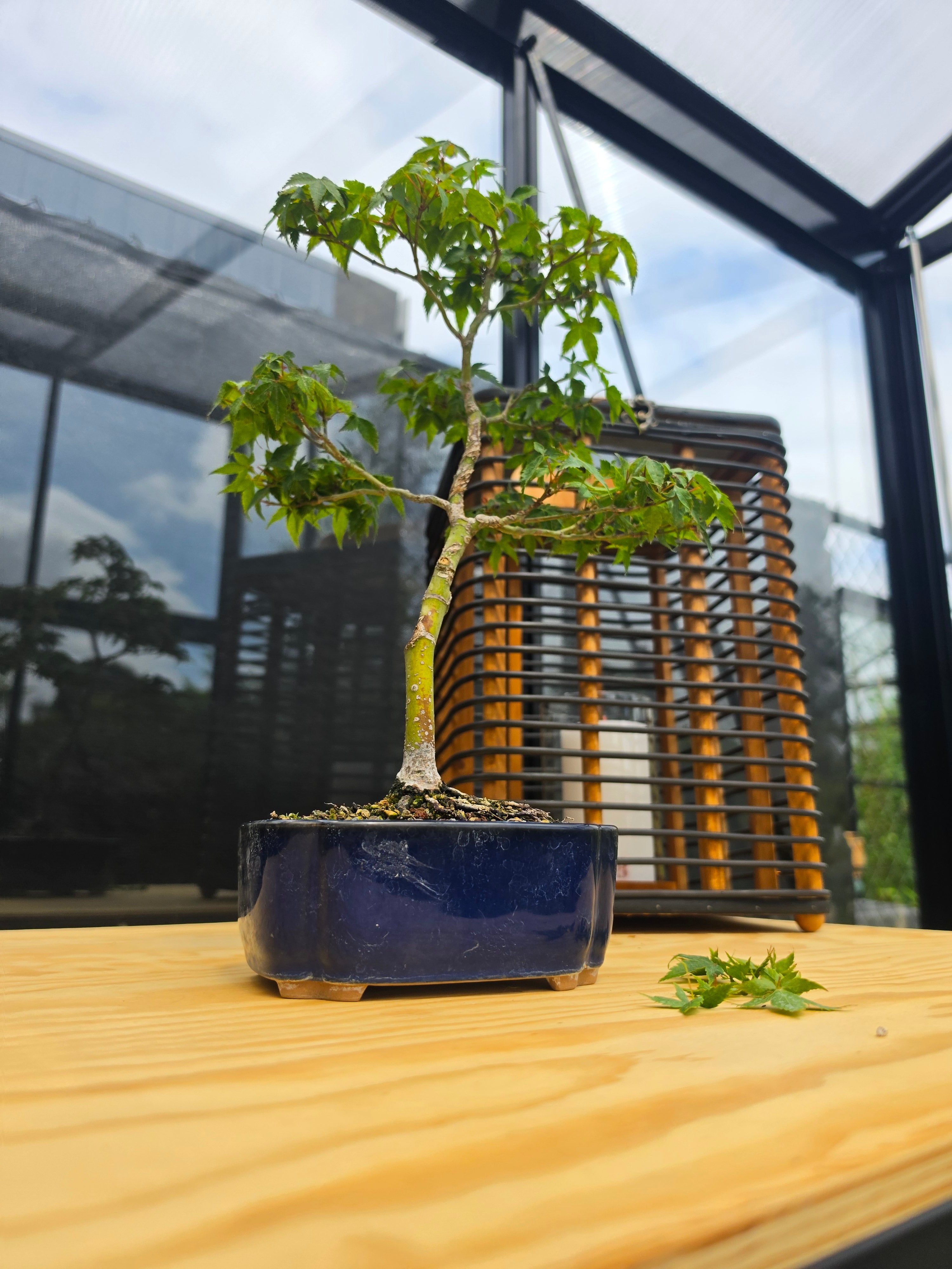 Acer palmatum bonsai Little Princess N0.11
