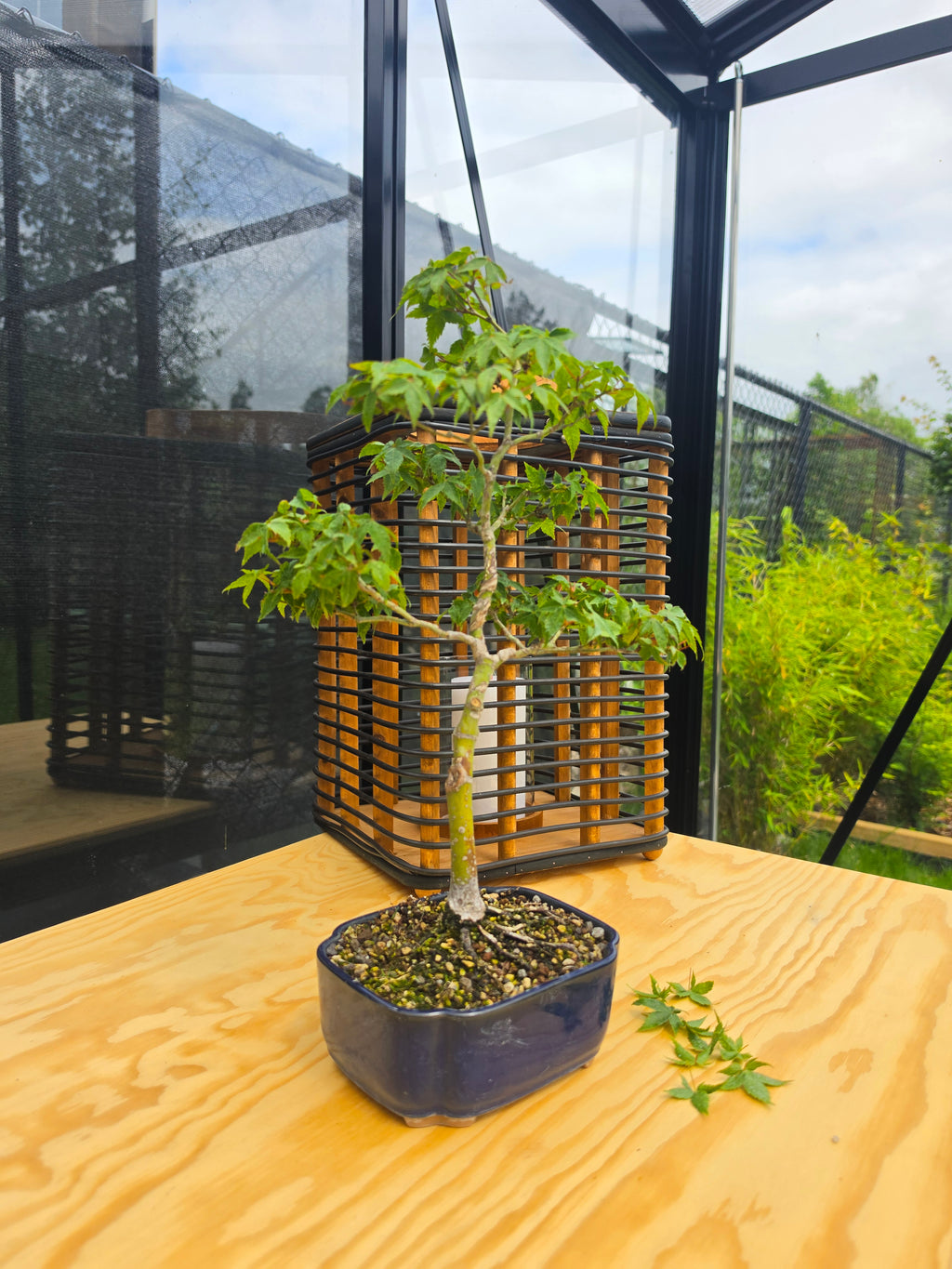 Acer palmatum bonsai Little Princess N0.11
