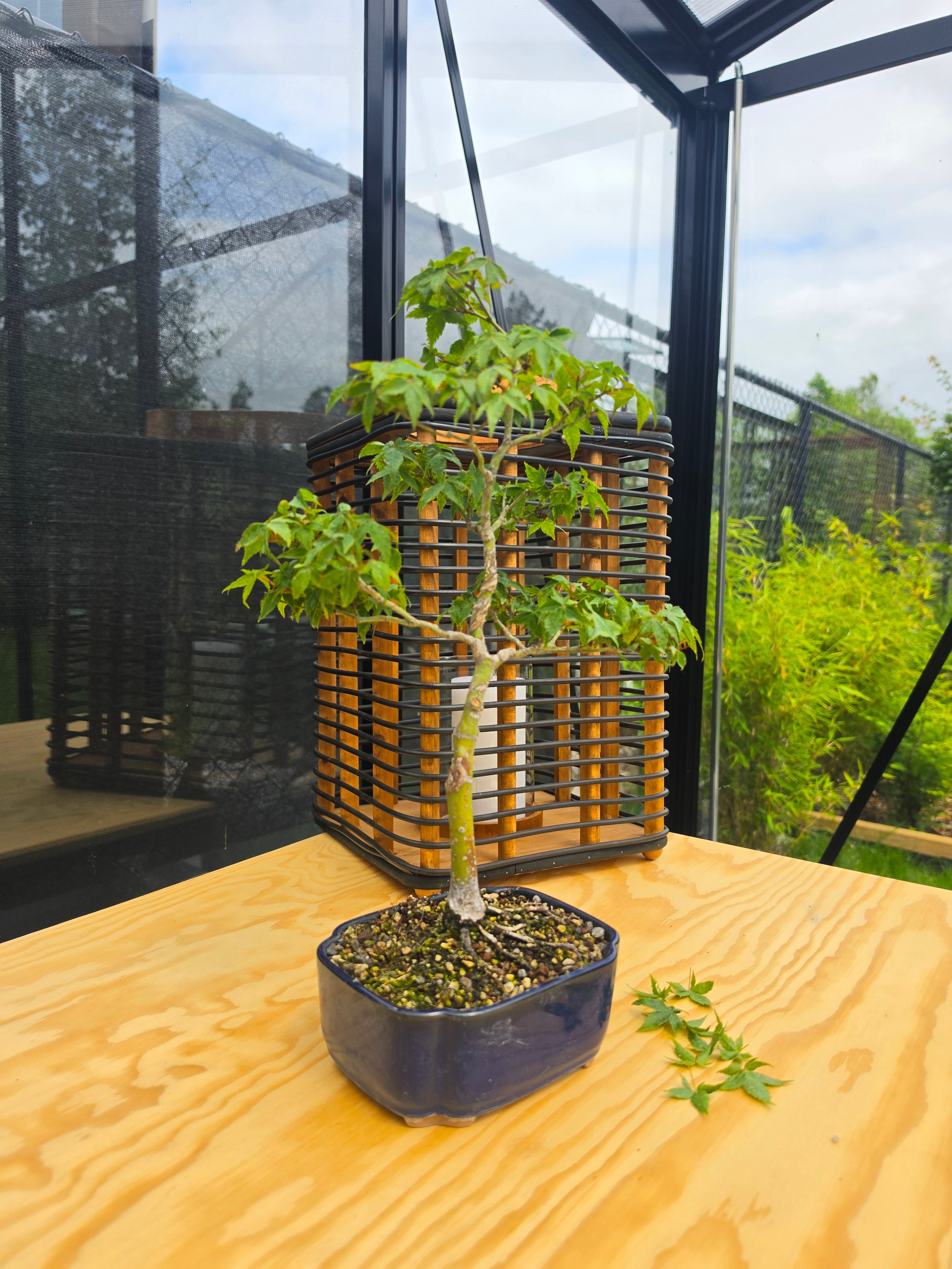 Acer palmatum bonsai Little Princess N0.11