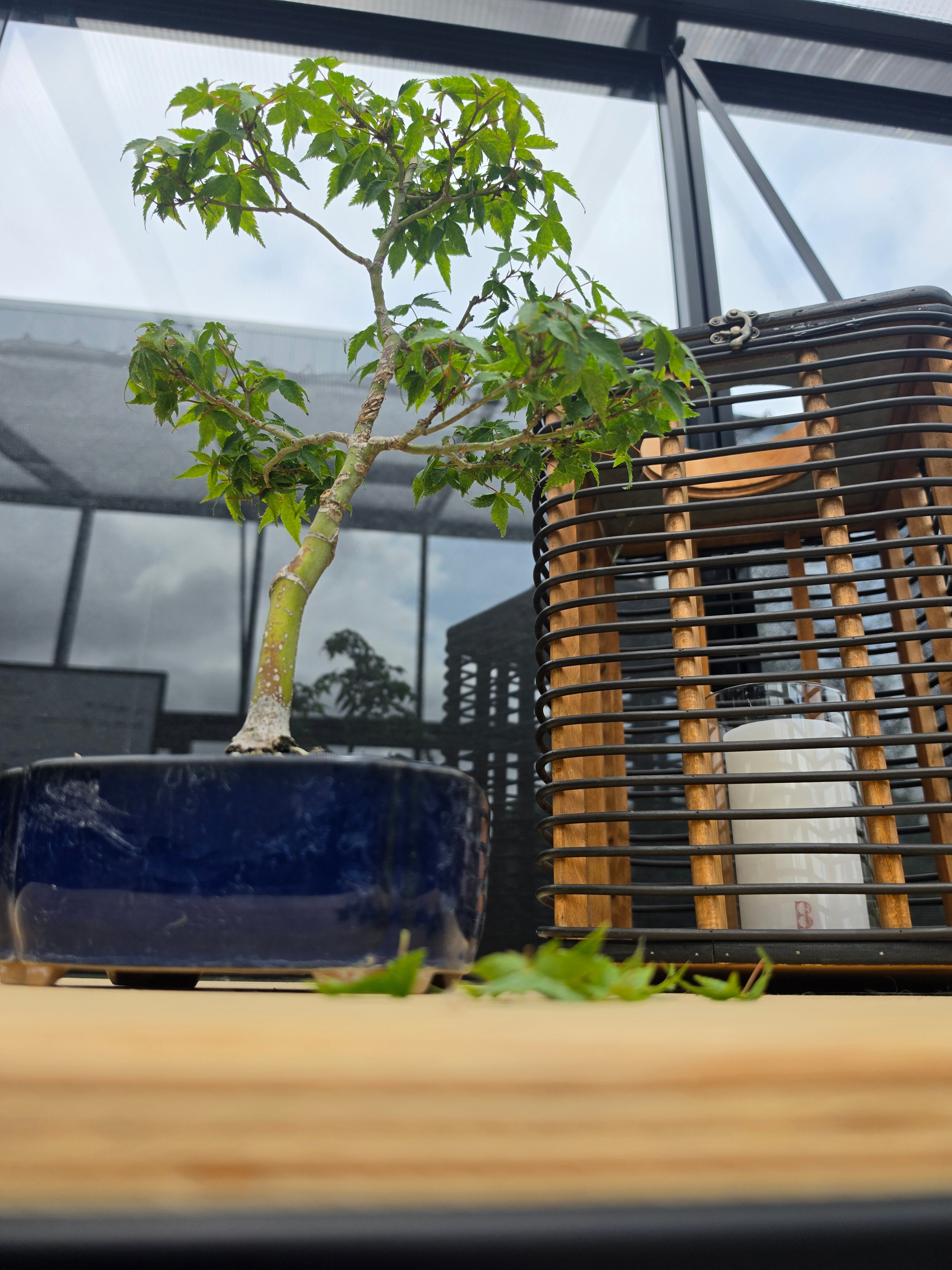 Acer palmatum bonsai Little Princess N0.11