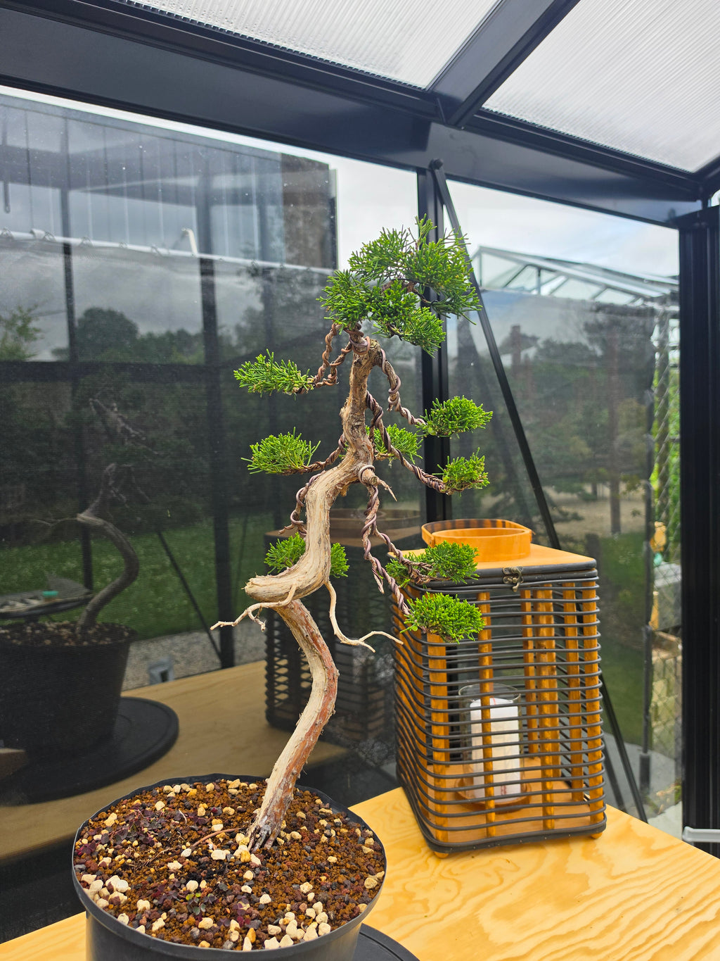 Juniper itoigawa bonsai No.13