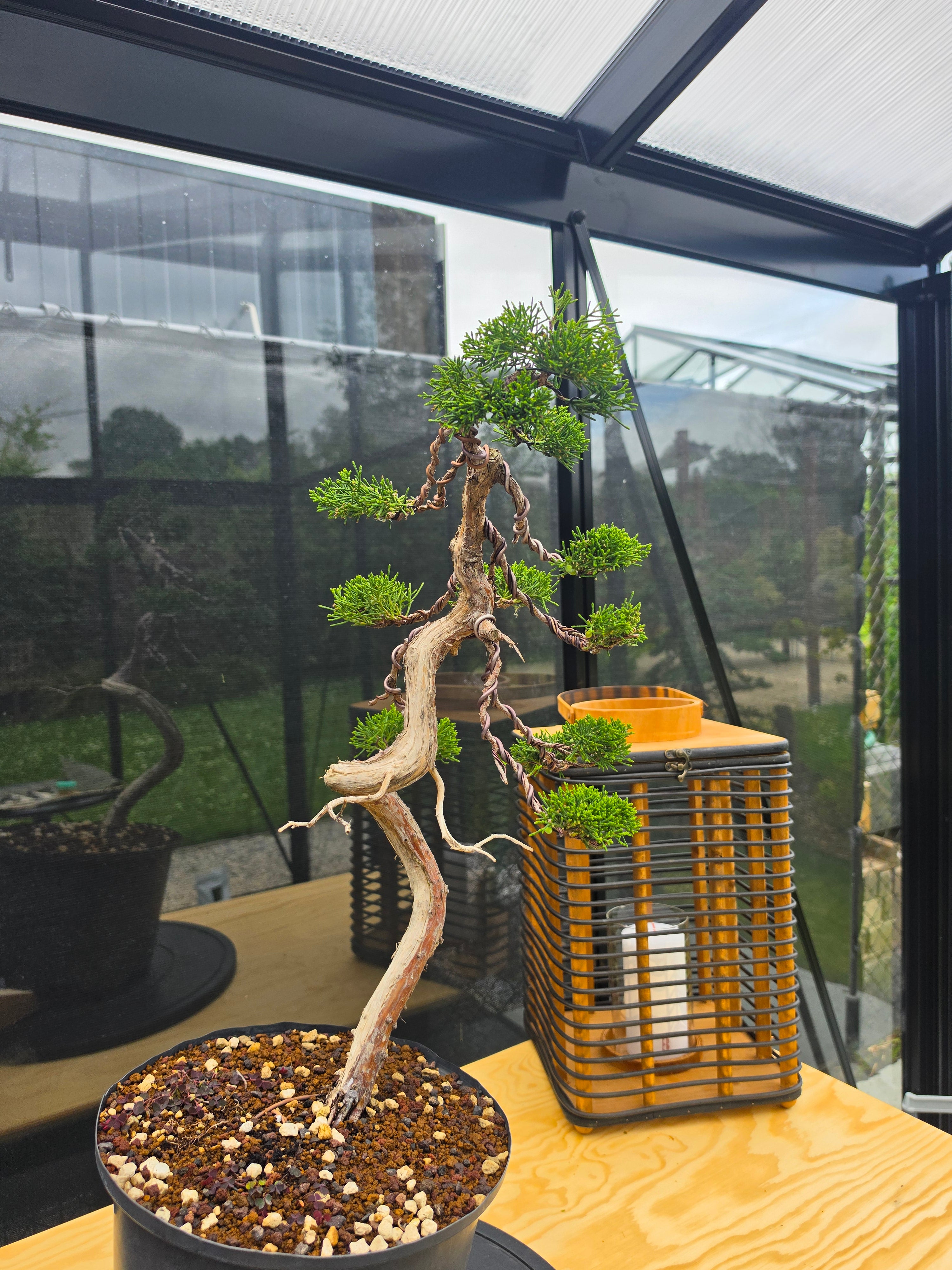 Juniper itoigawa bonsai No.13