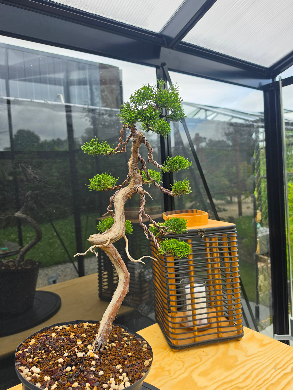 Juniper itoigawa bonsai No.13