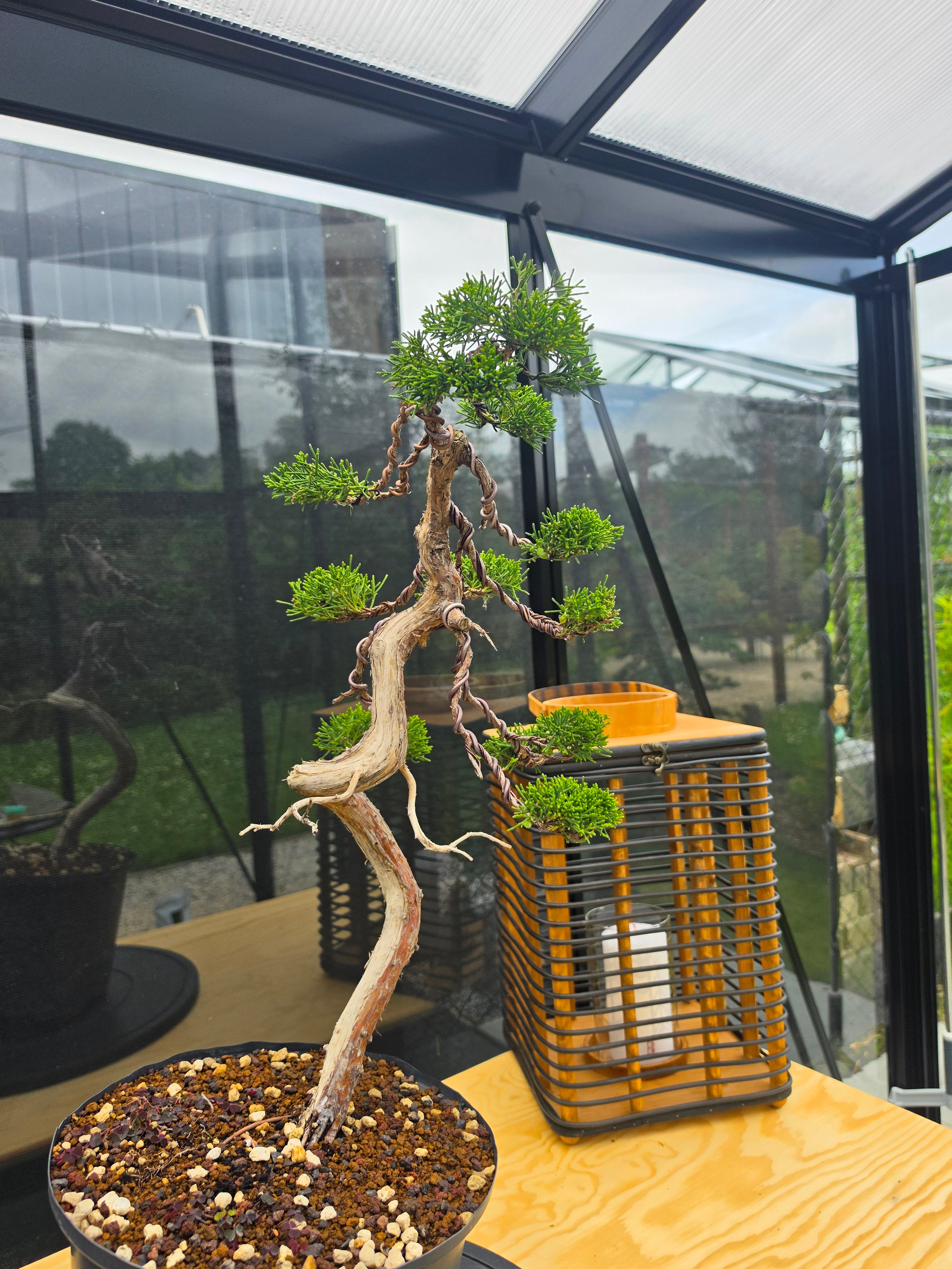 Juniper itoigawa bonsai No.13