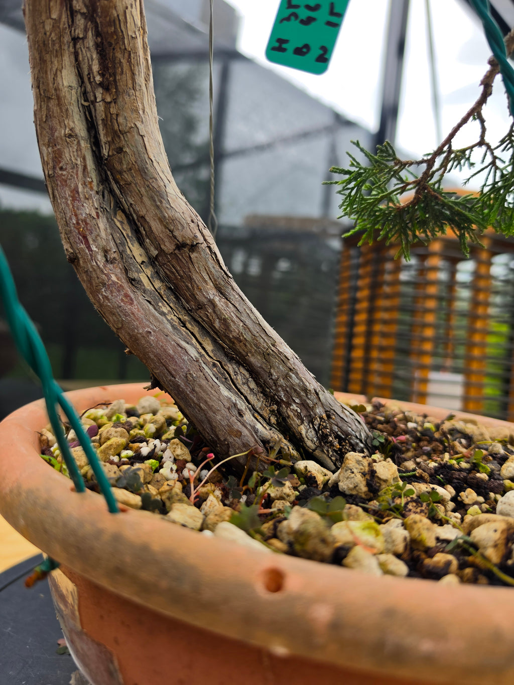 Juniperus sabina Yamadori No.15