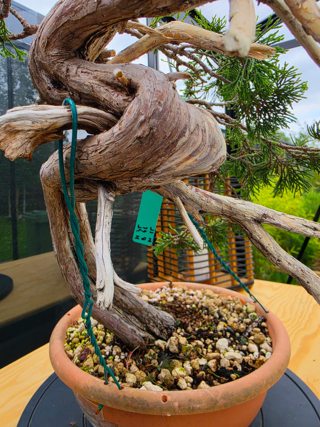 Juniperus sabina Yamadori No.15