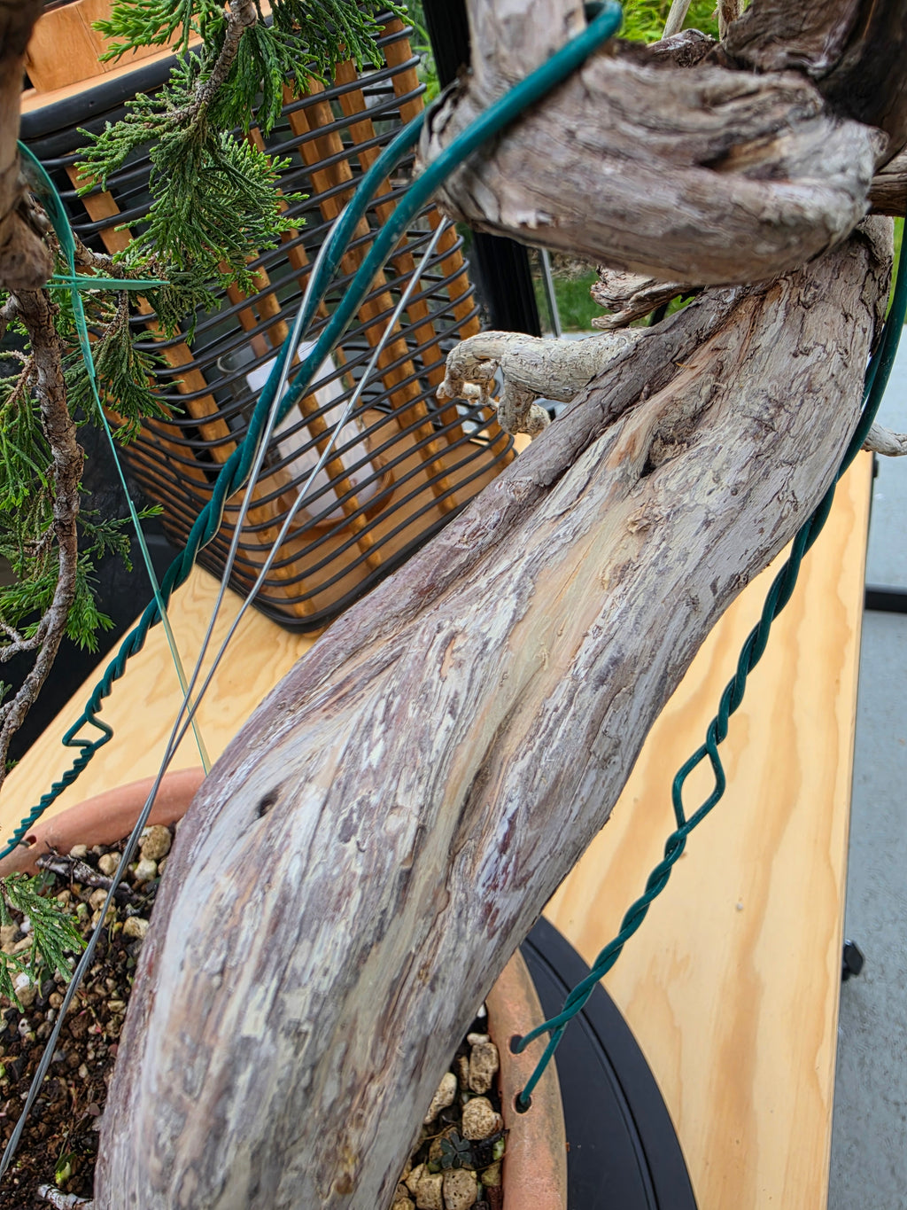 Juniperus sabina Yamadori No.15