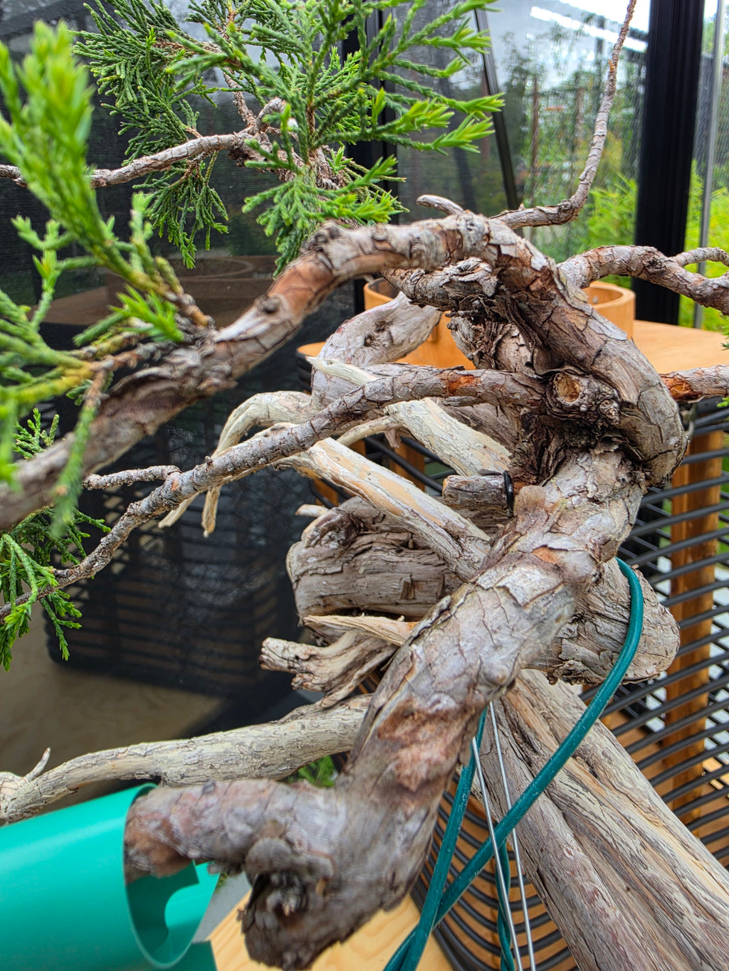 Juniperus sabina Yamadori No.15