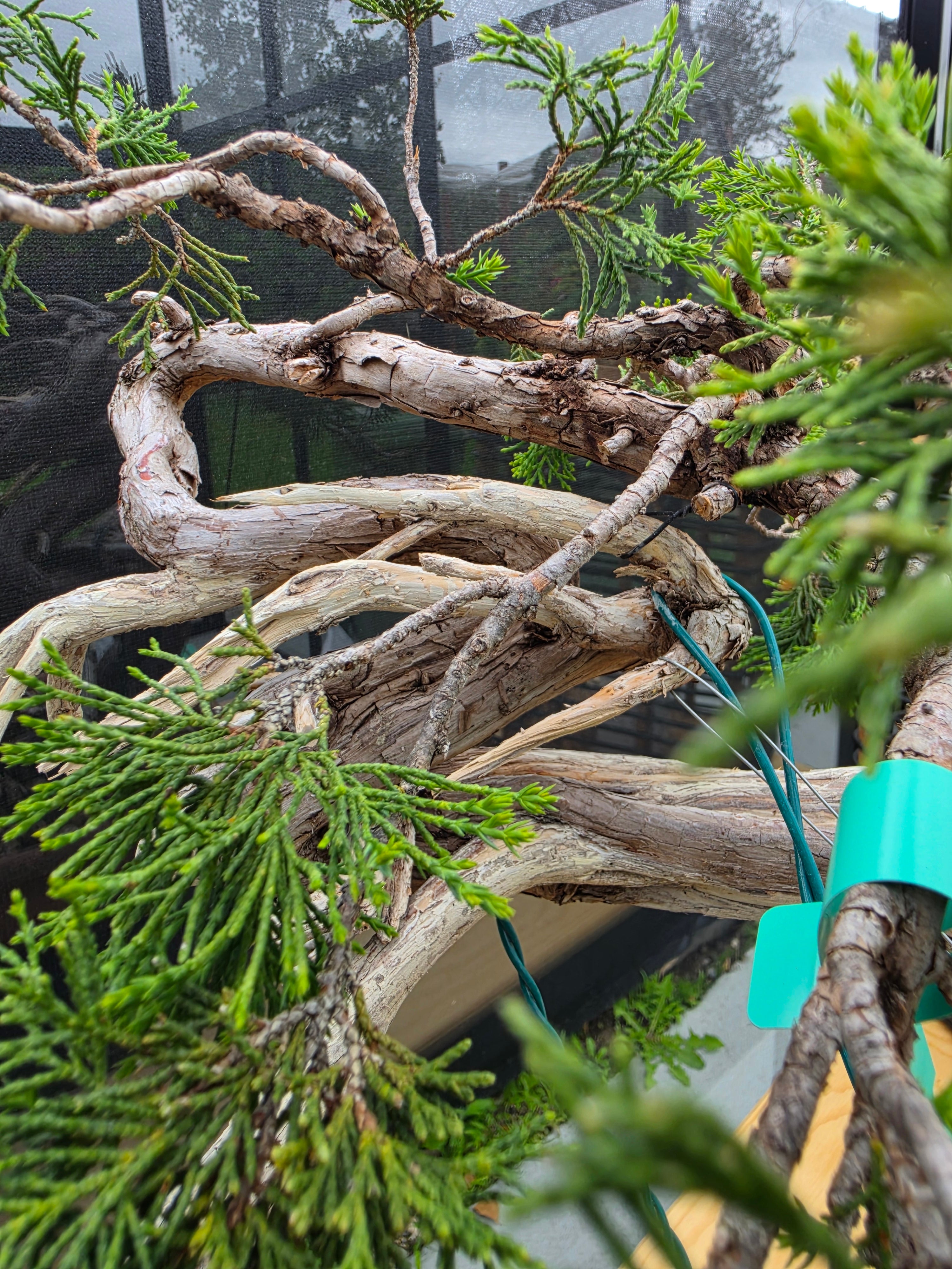 Juniperus sabina Yamadori No.15