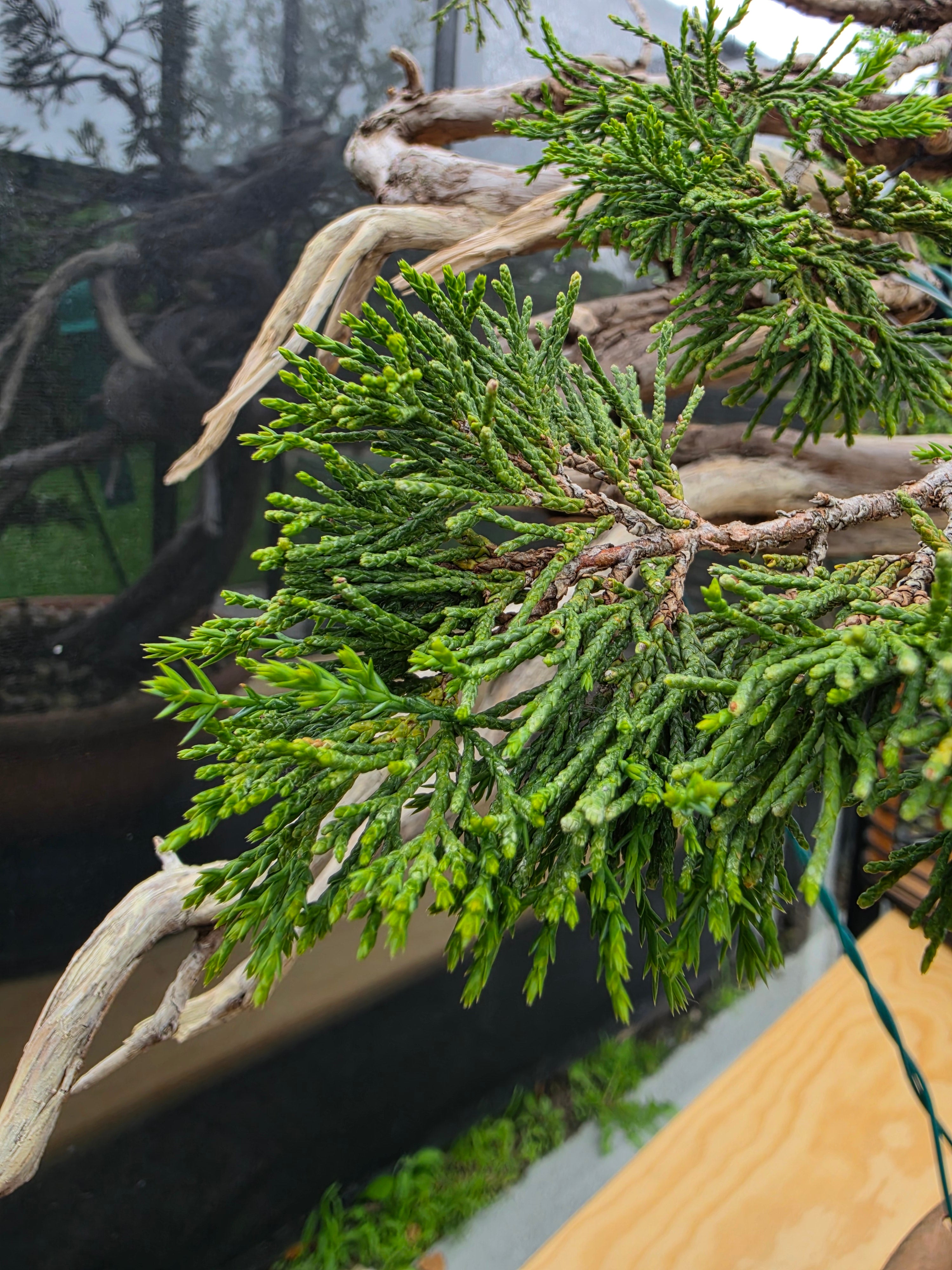 Juniperus sabina Yamadori No.15