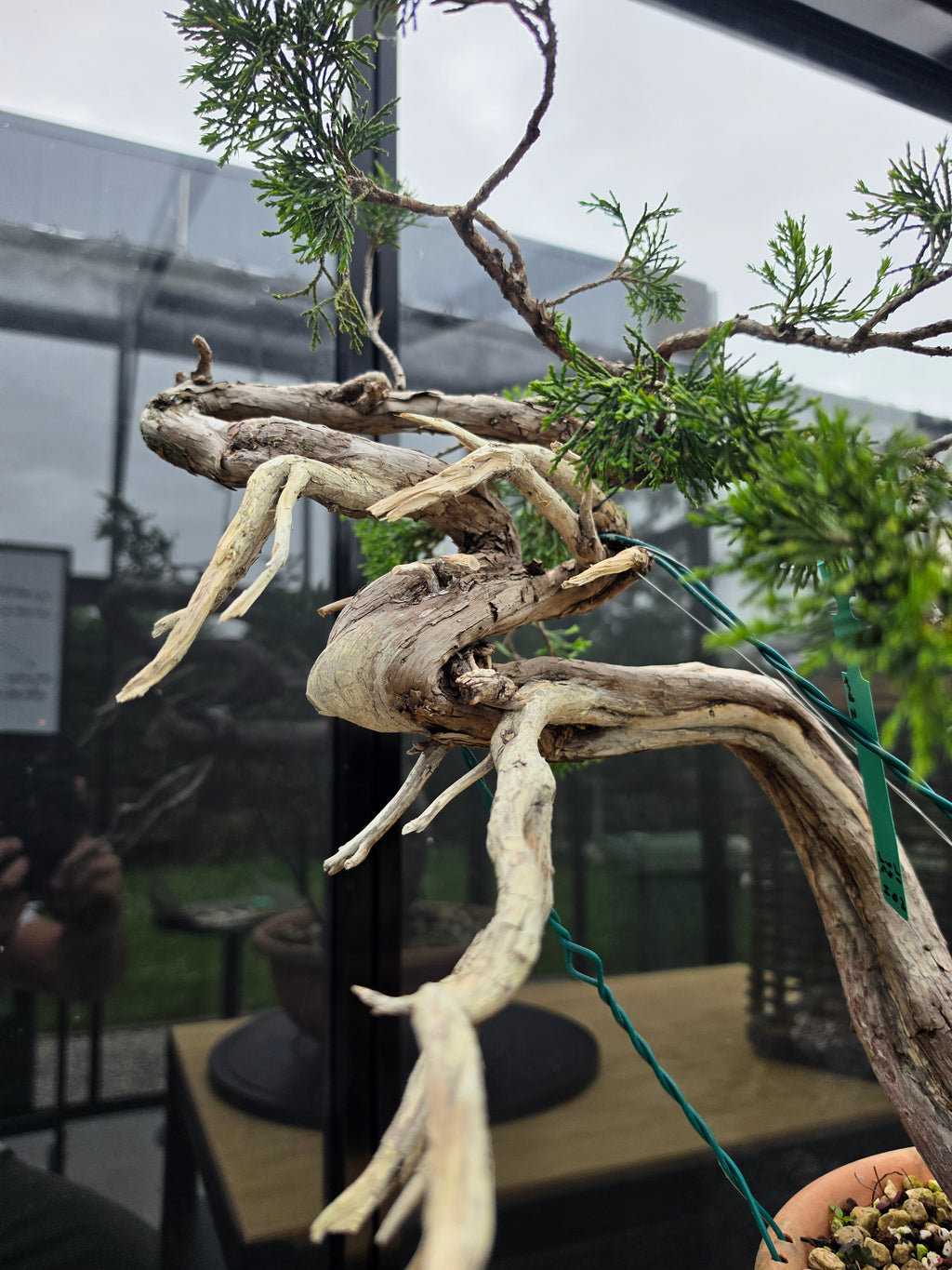 Juniperus sabina Yamadori No.15