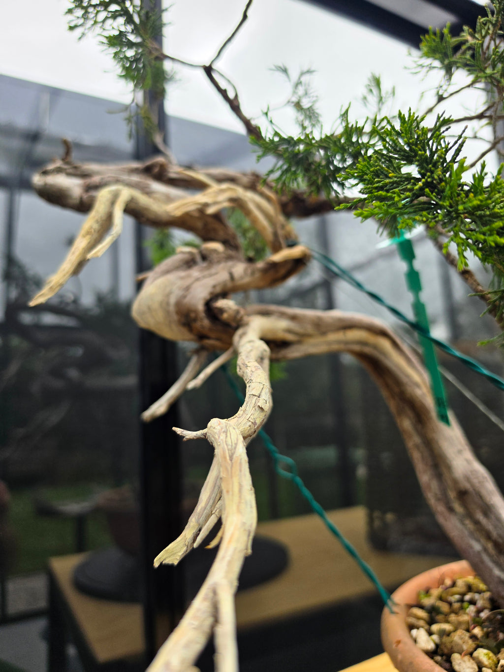Juniperus sabina Yamadori No.15