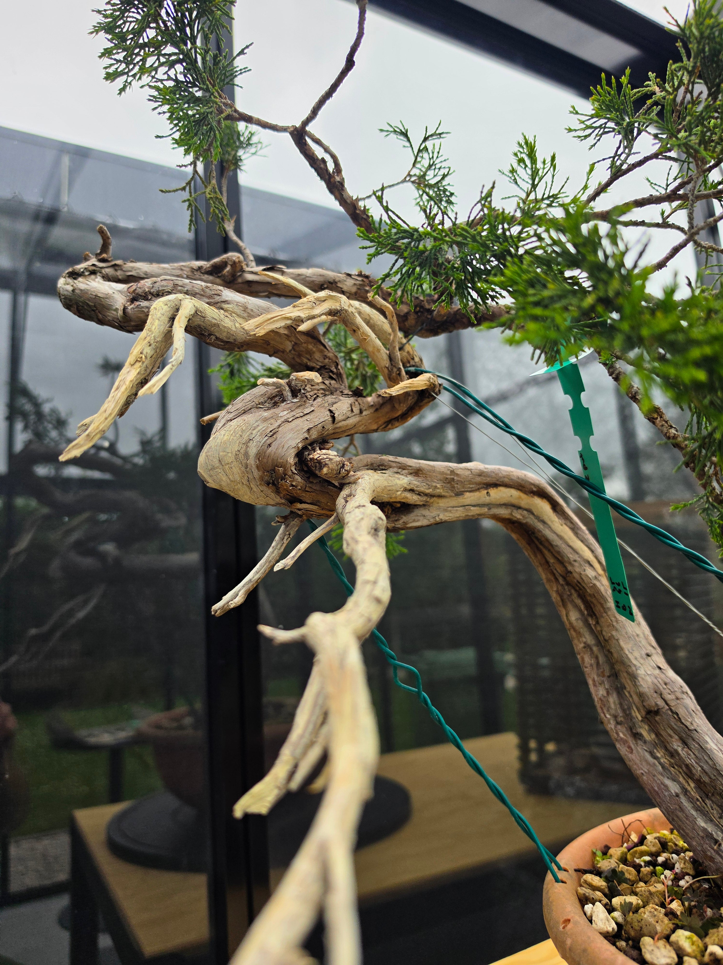 Juniperus sabina Yamadori No.15