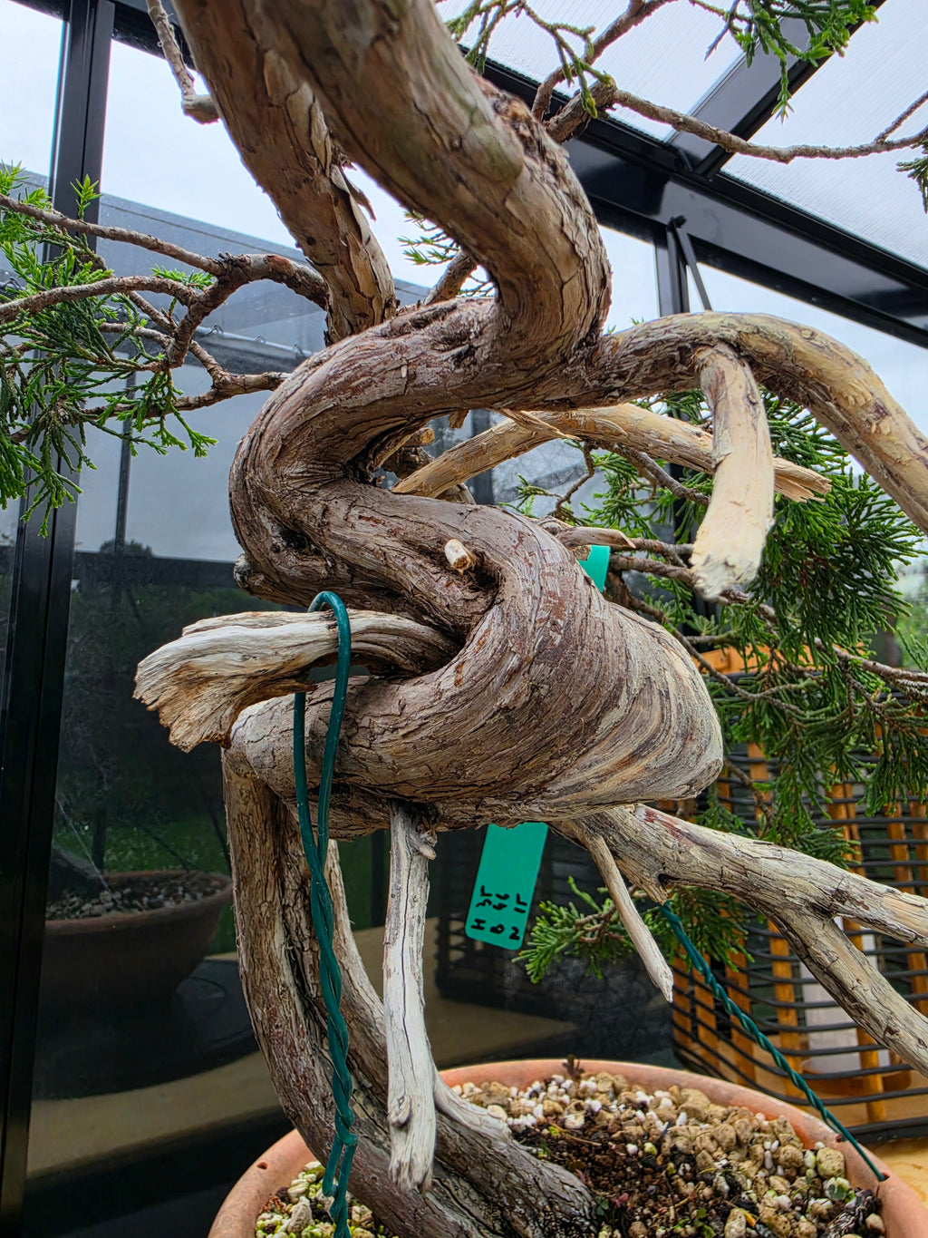 Juniperus sabina Yamadori No.15