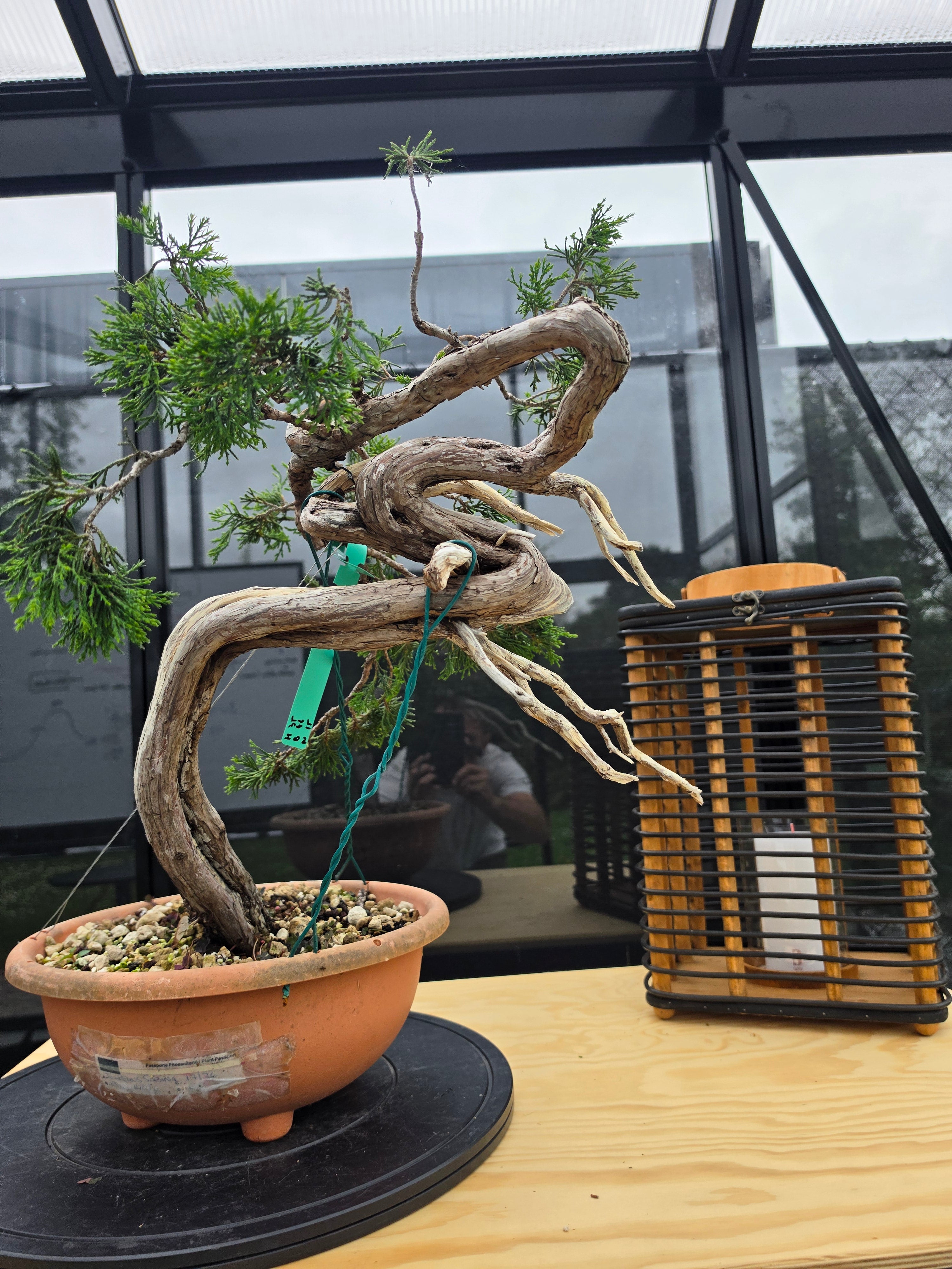 Juniperus sabina Yamadori No.15