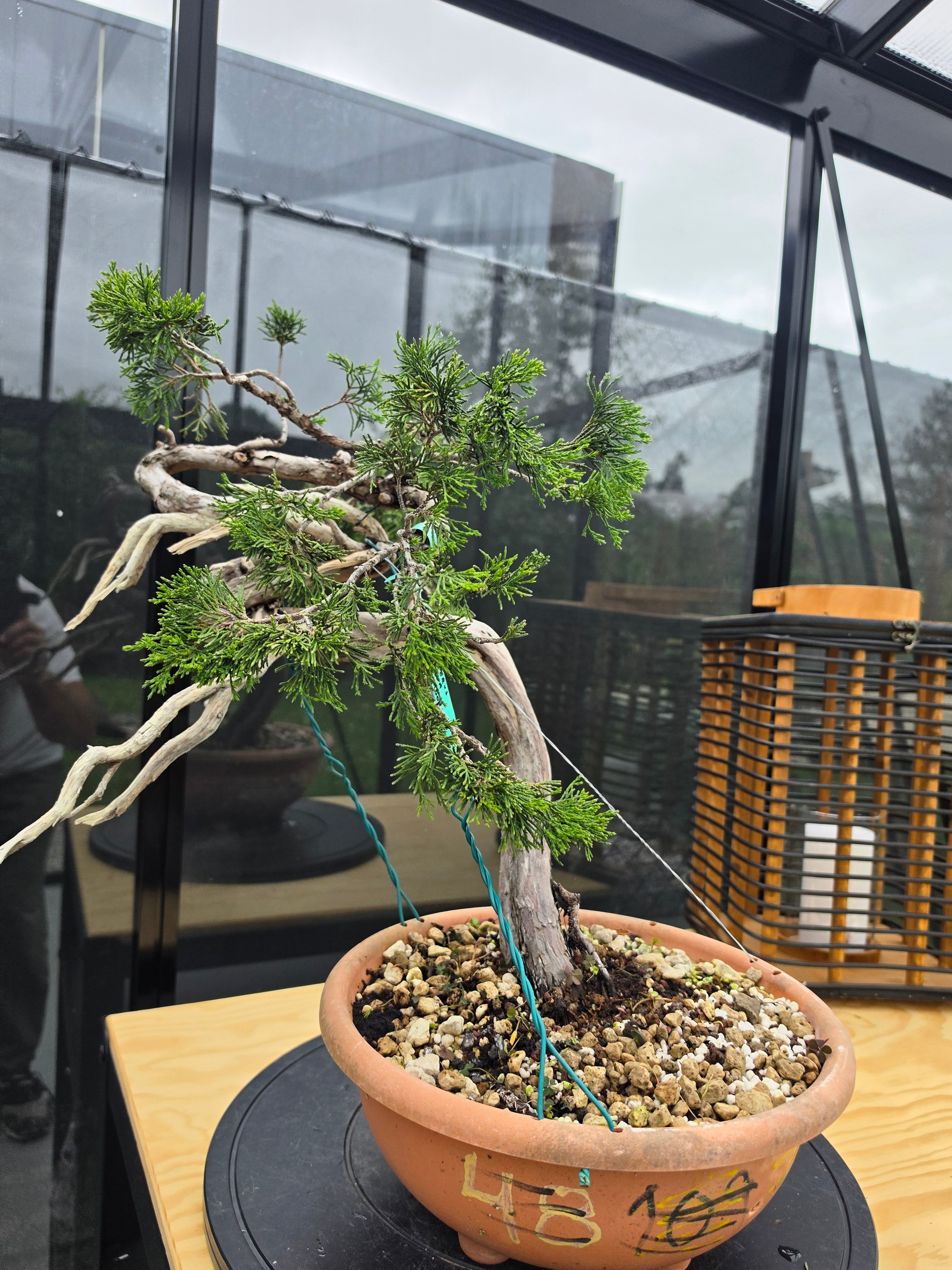 Juniperus sabina Yamadori No.15