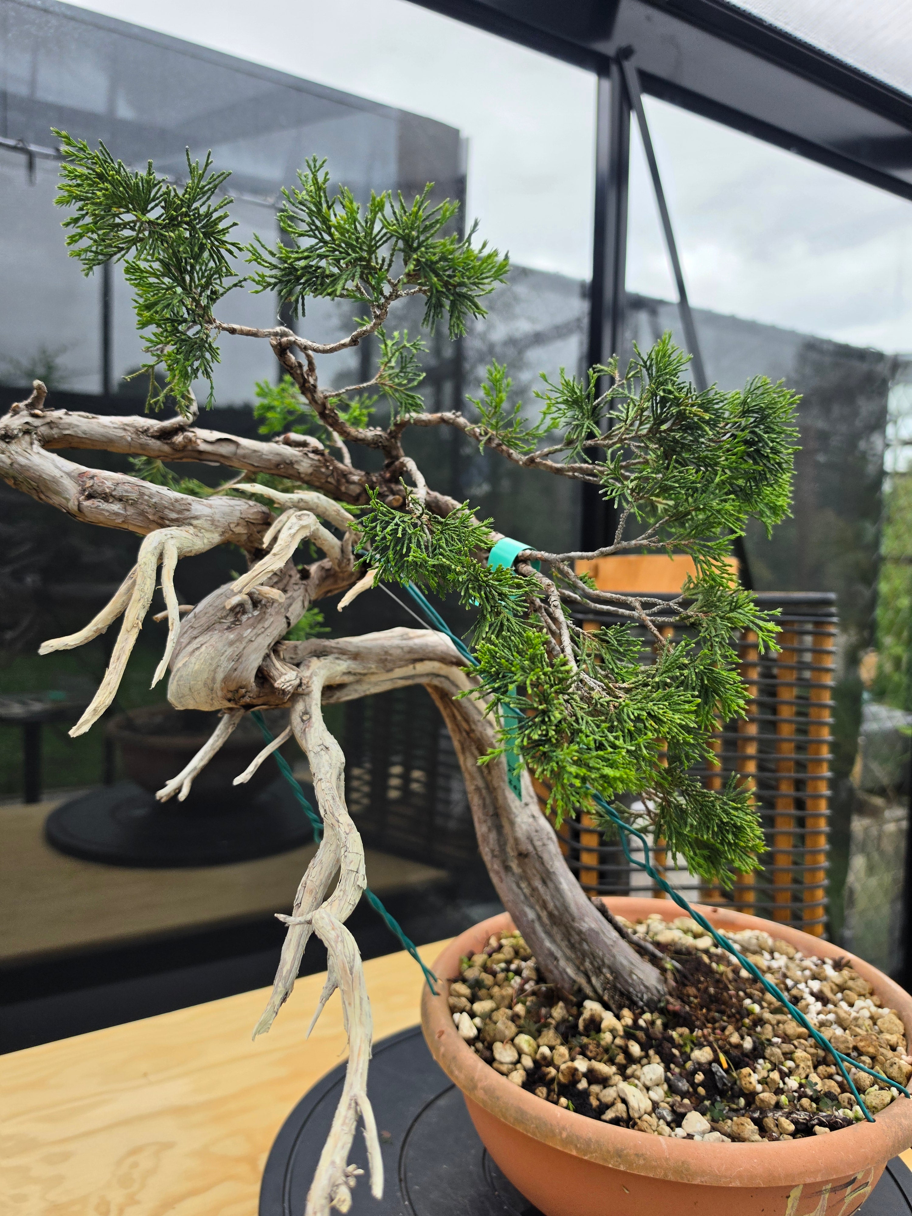 Juniperus sabina Yamadori No.15