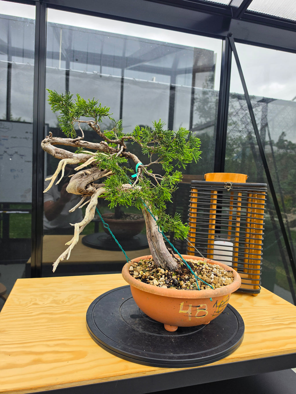 Juniperus sabina Yamadori No.15