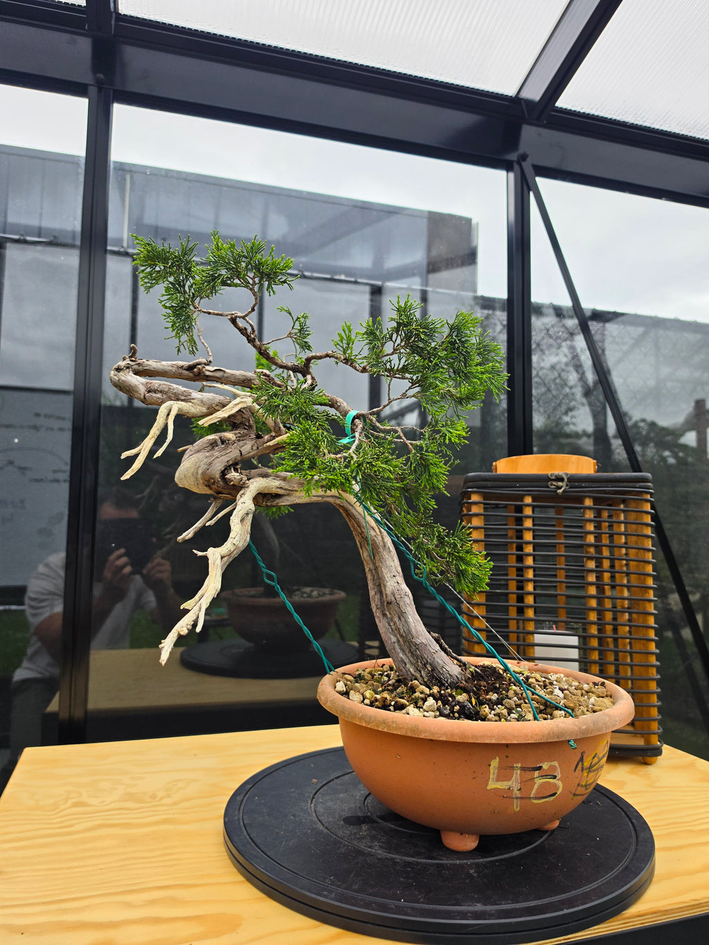Juniperus sabina Yamadori No.15