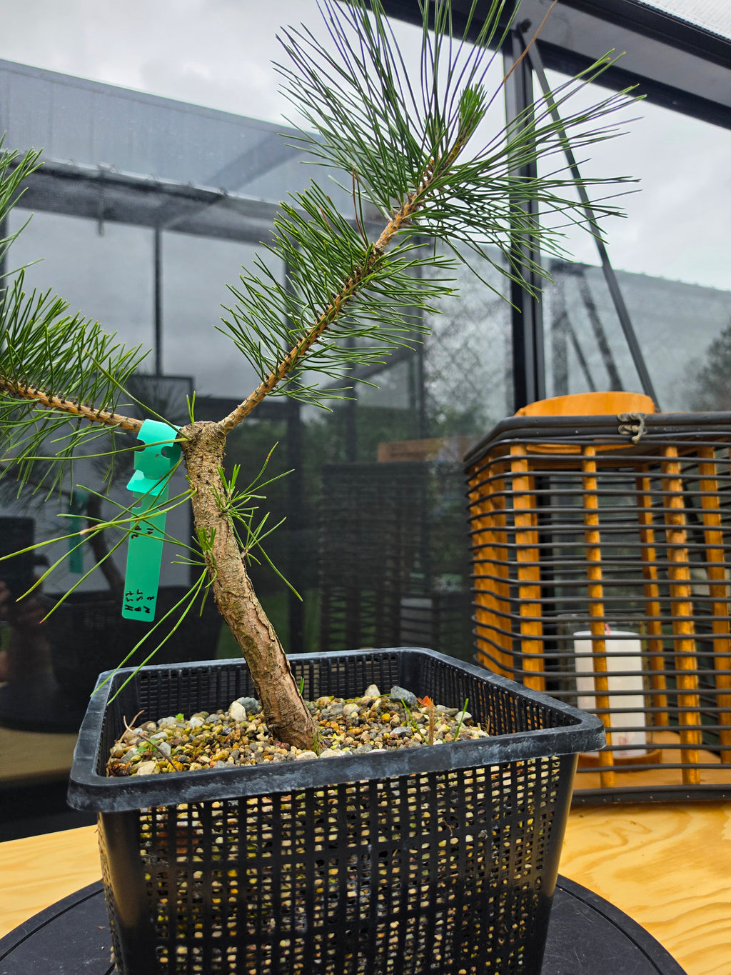 Pinus thunbergii Pre-Bonsai No.18